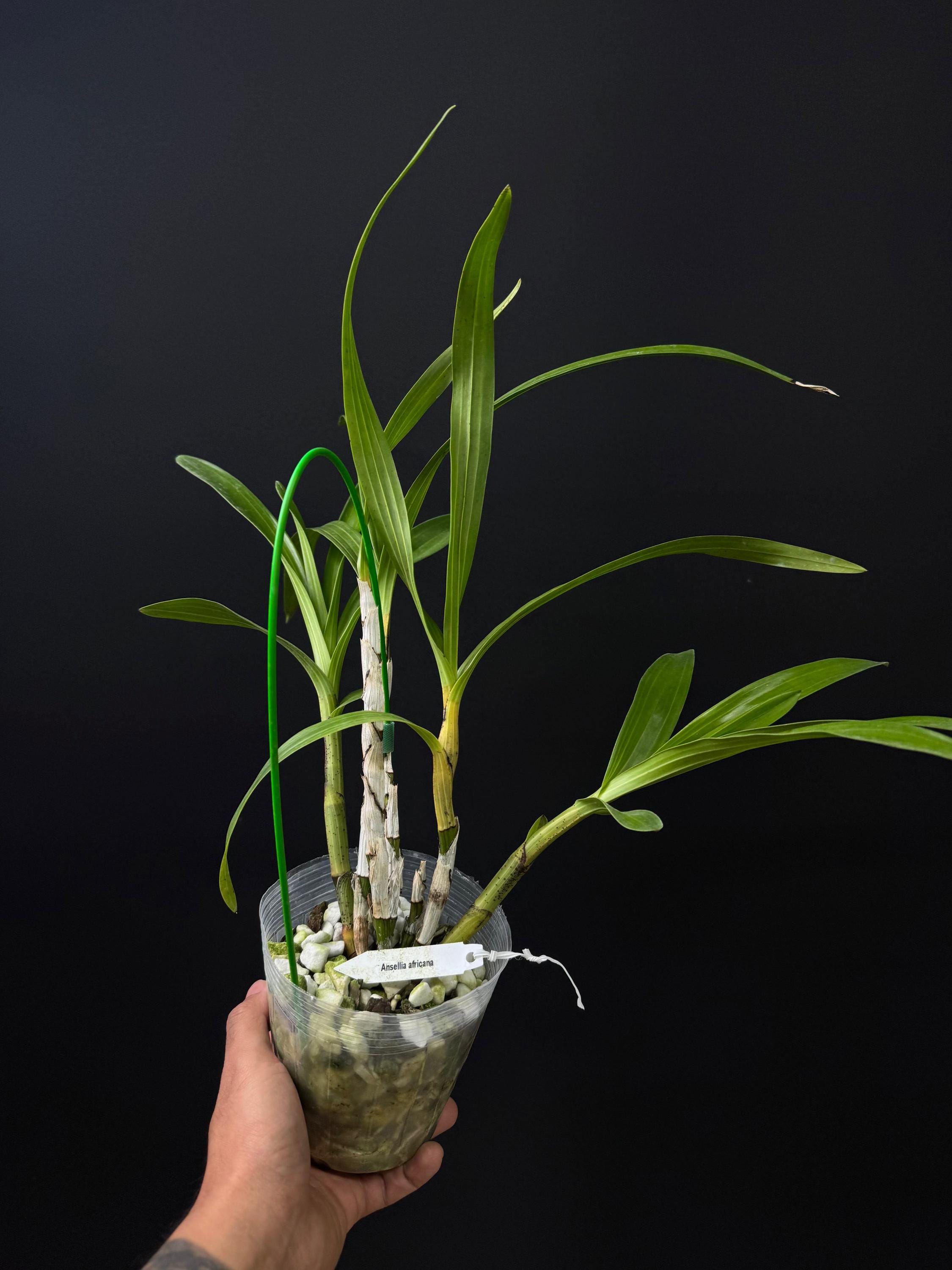 Ansellia africana