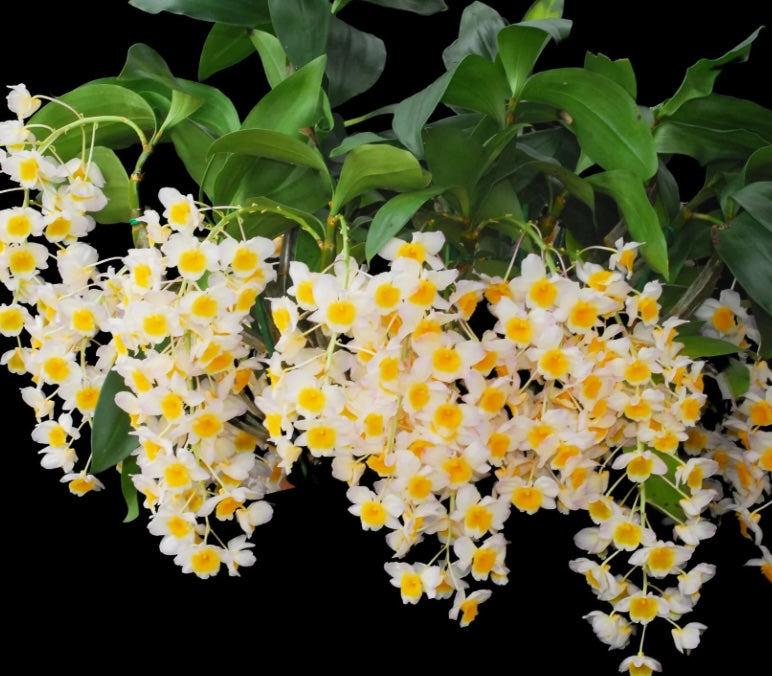 Dendrobium thyrsiflorum