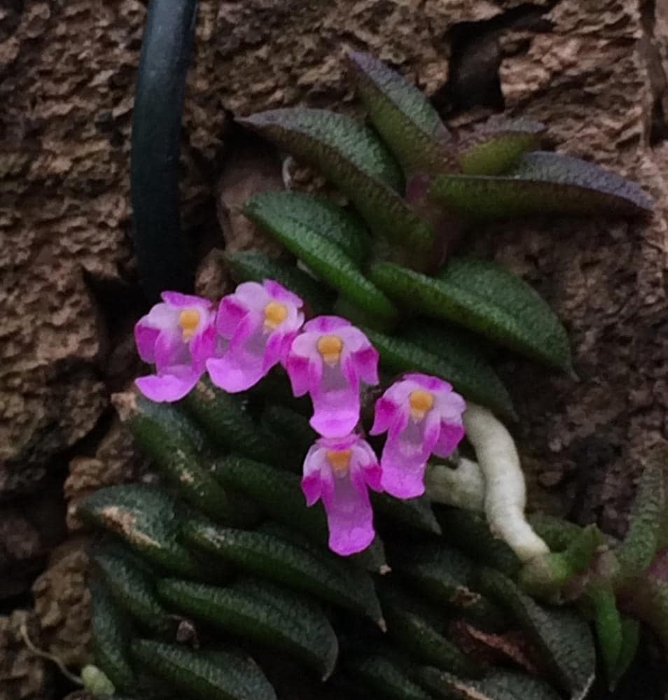 Schoenorchis scolopendria