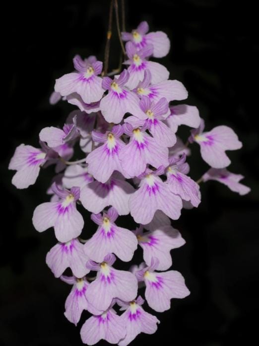 Ionopsis utricularioides