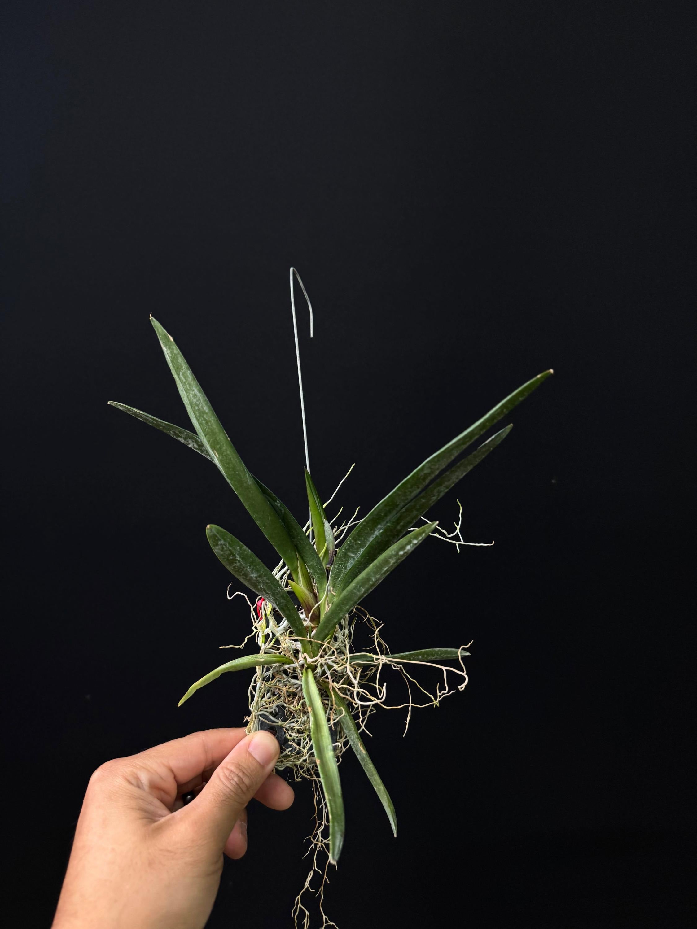 Ionopsis utricularioides