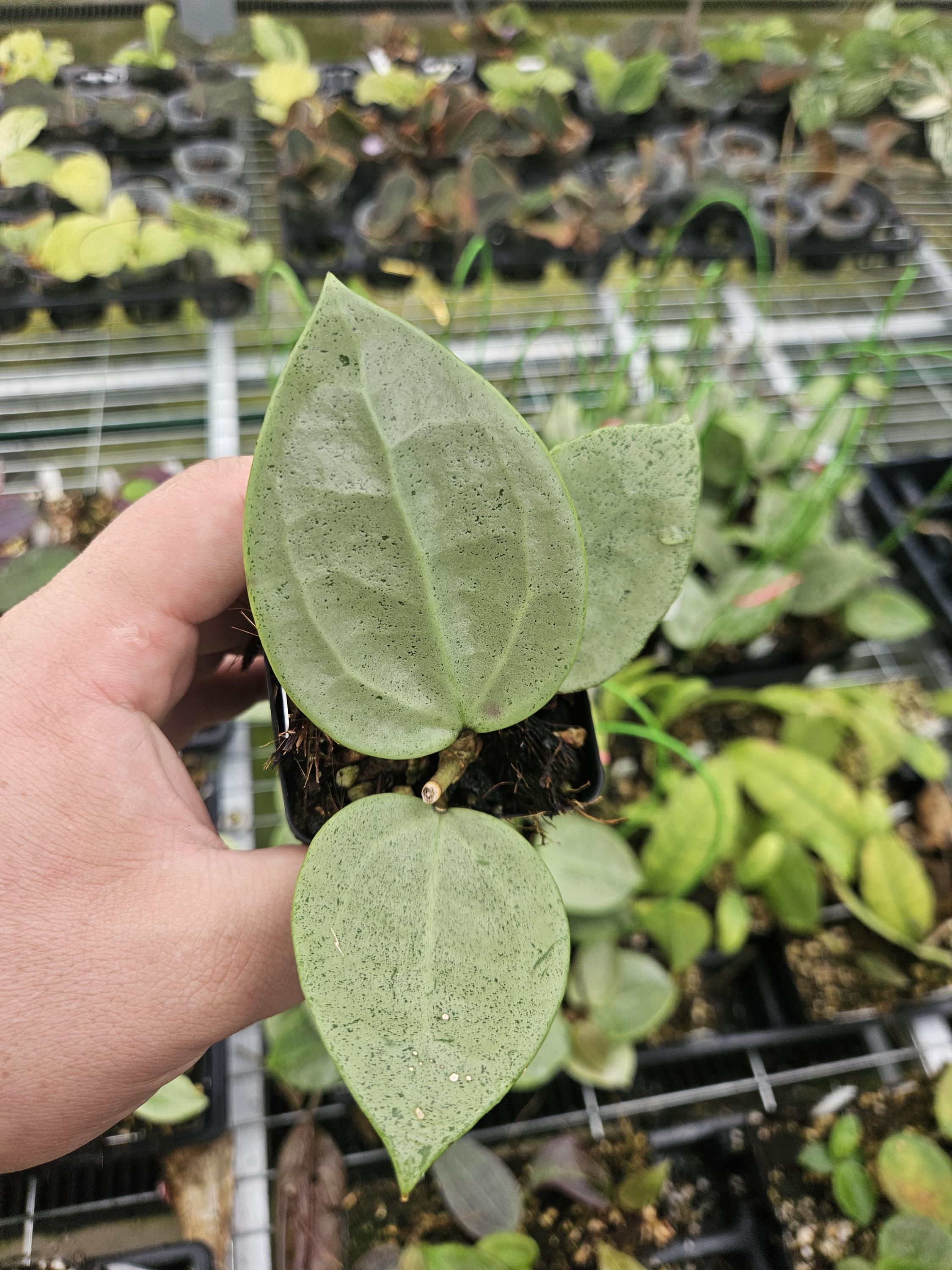 Hoya verticillata Heart Leaf silver