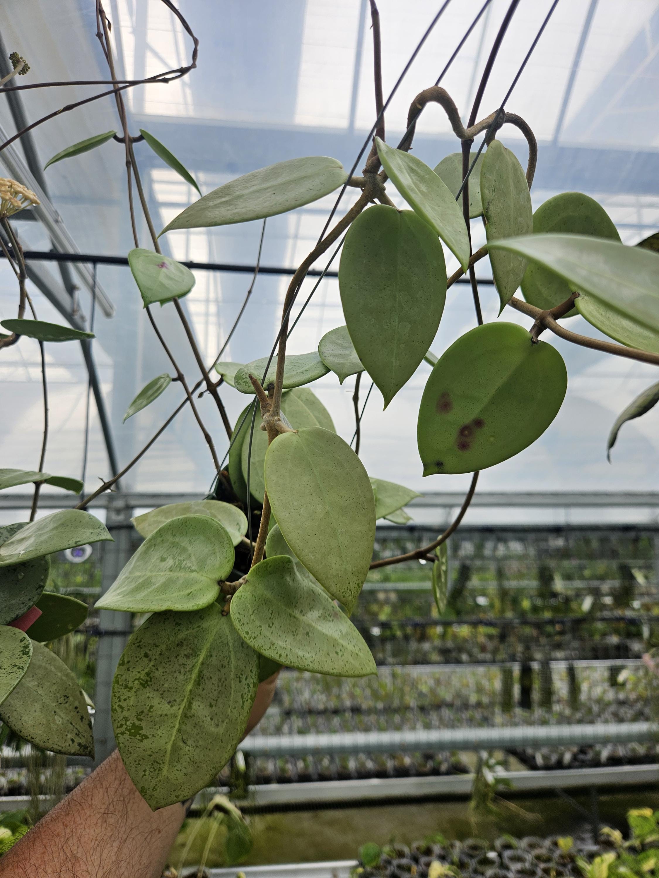 Hoya verticillata Heart Leaf silver