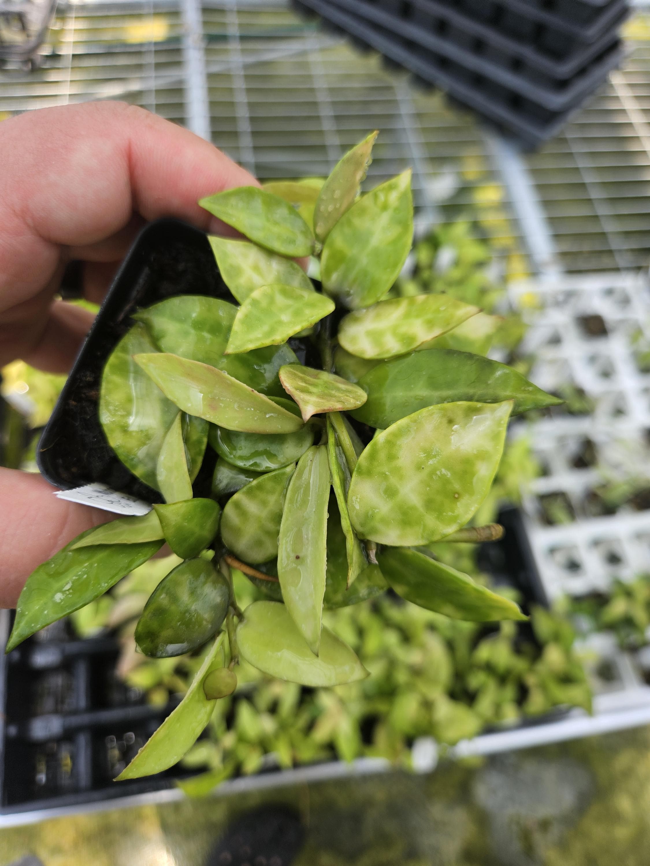 Hoya lacunosa Amarillo