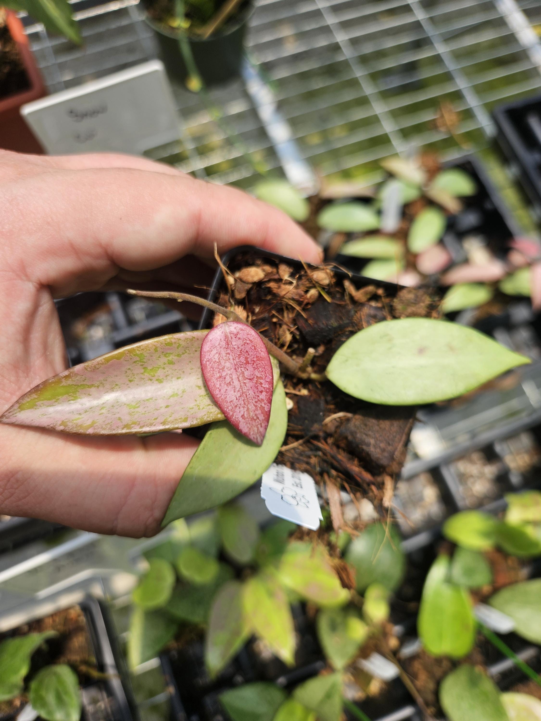 Hoya 'Snow Cui' Silver Splash. Beautiful sunstress US SELLER