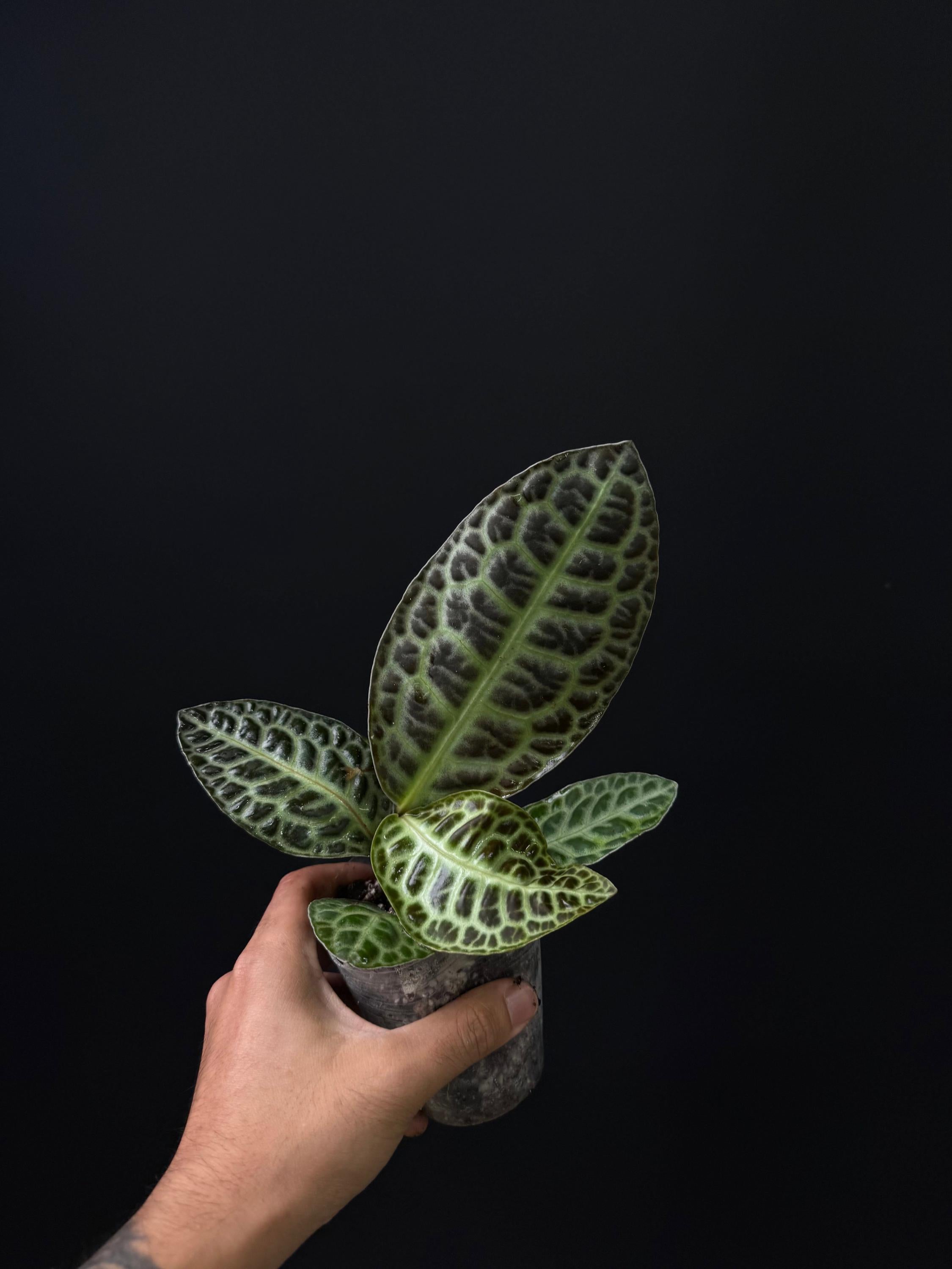 Labisia sp. 'Turtle Back'