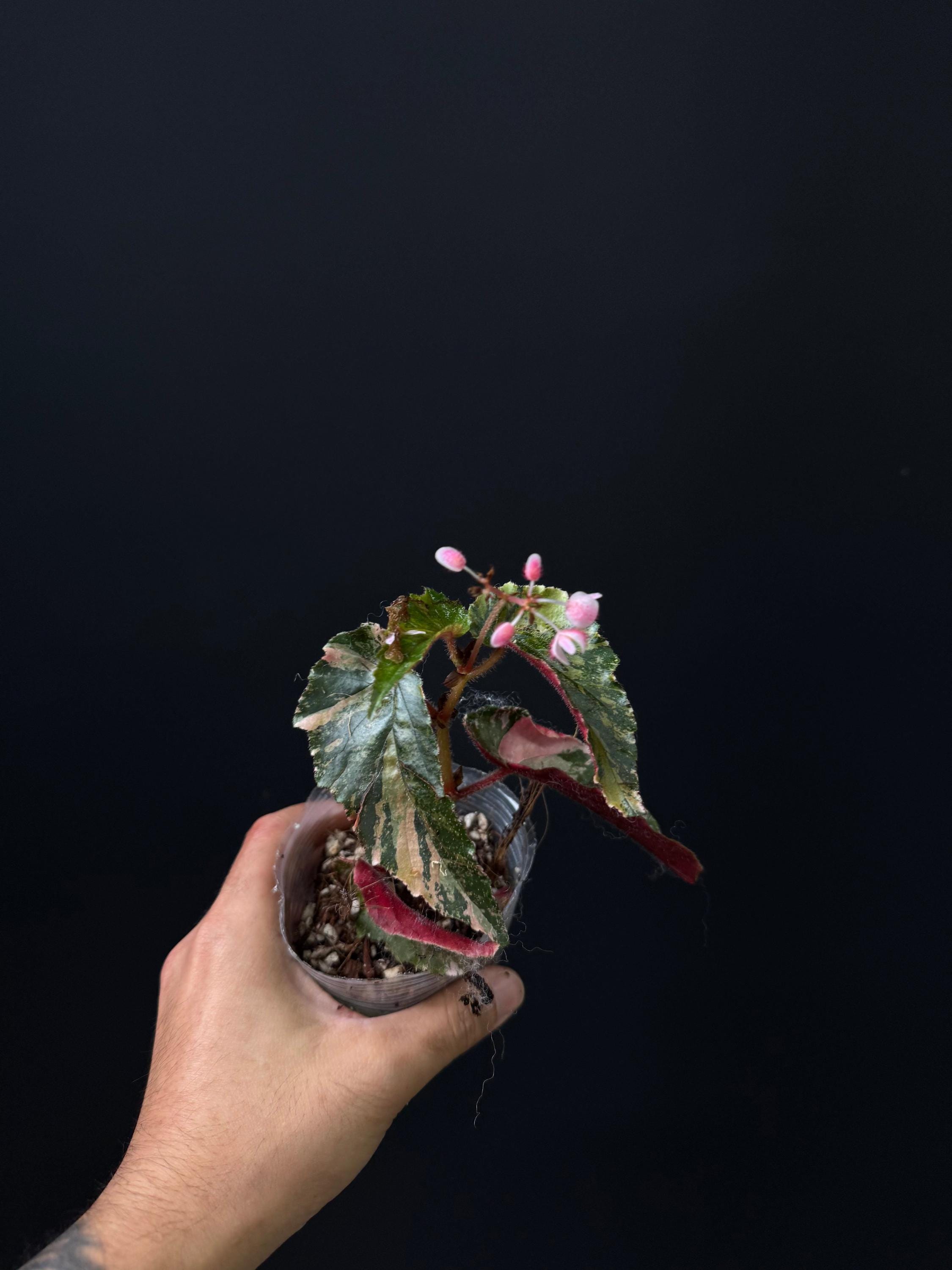 Begonia Ginny Galaxy