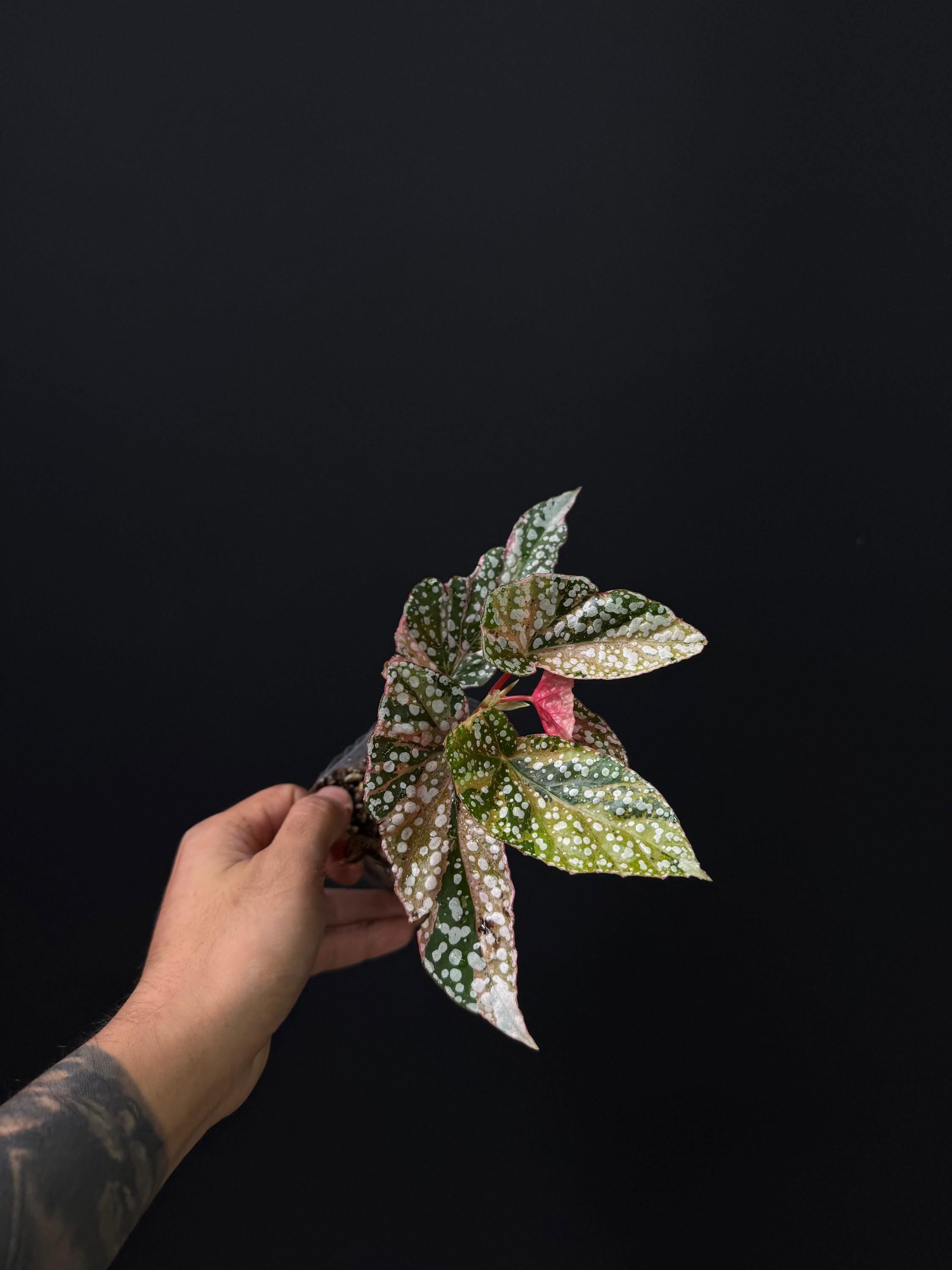 Begonia snow capped variegata