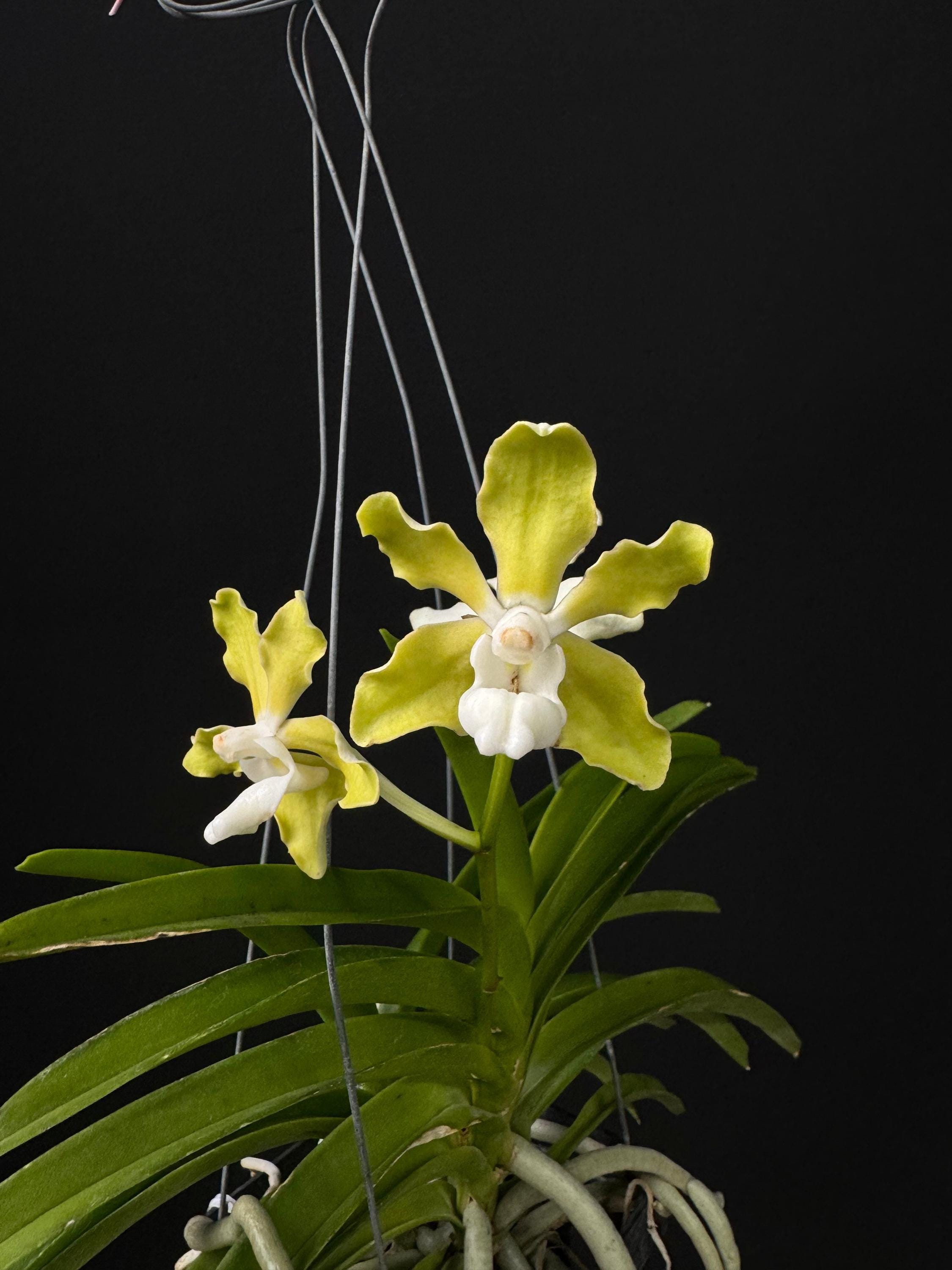 Vanda tessellata var. alba (Fragrant)