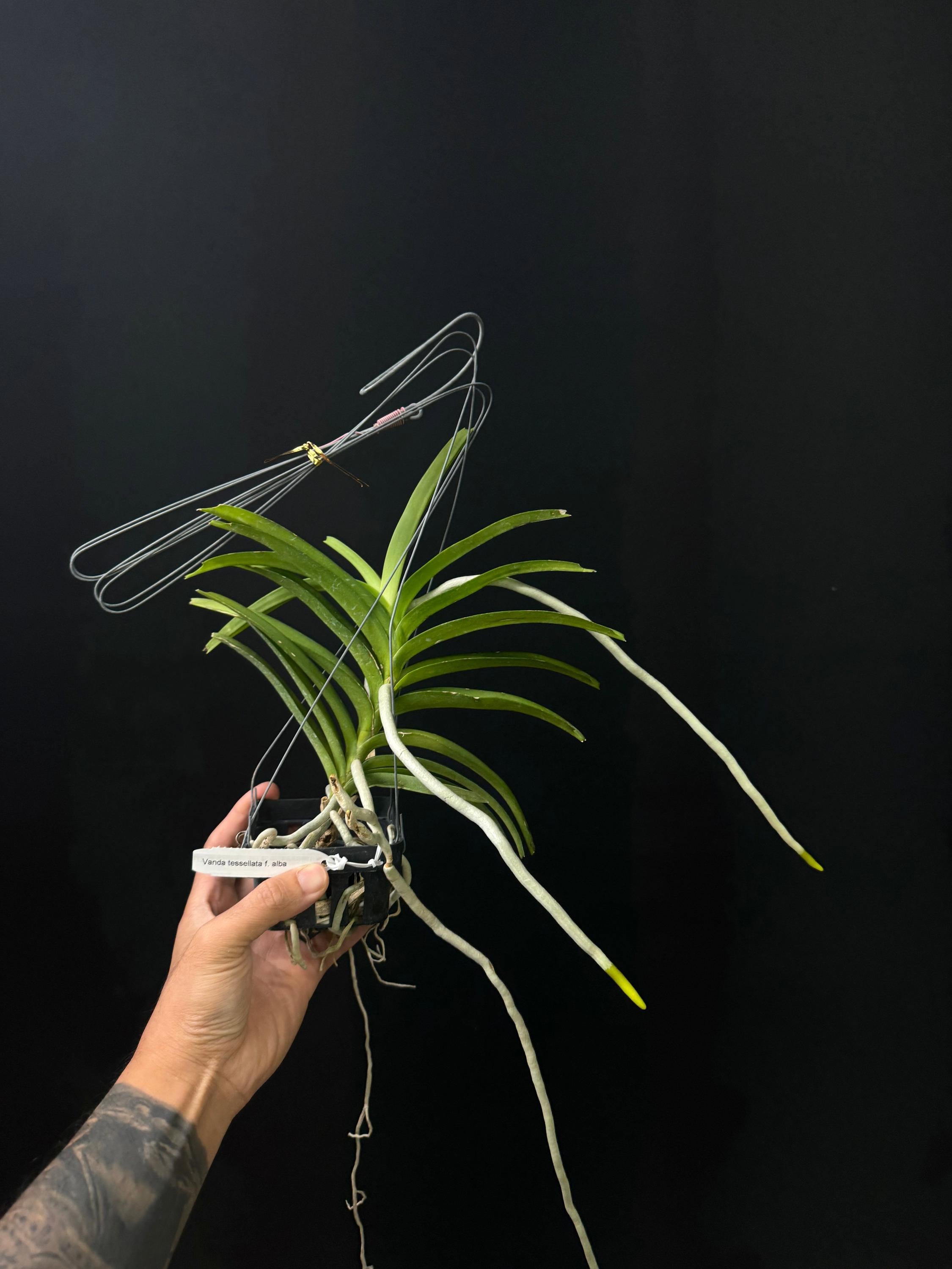 Vanda tessellata var. alba (Fragrant)