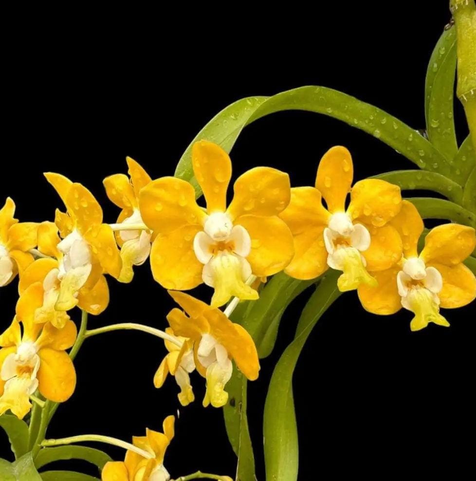 Vanda denisoniana (Fragrant)