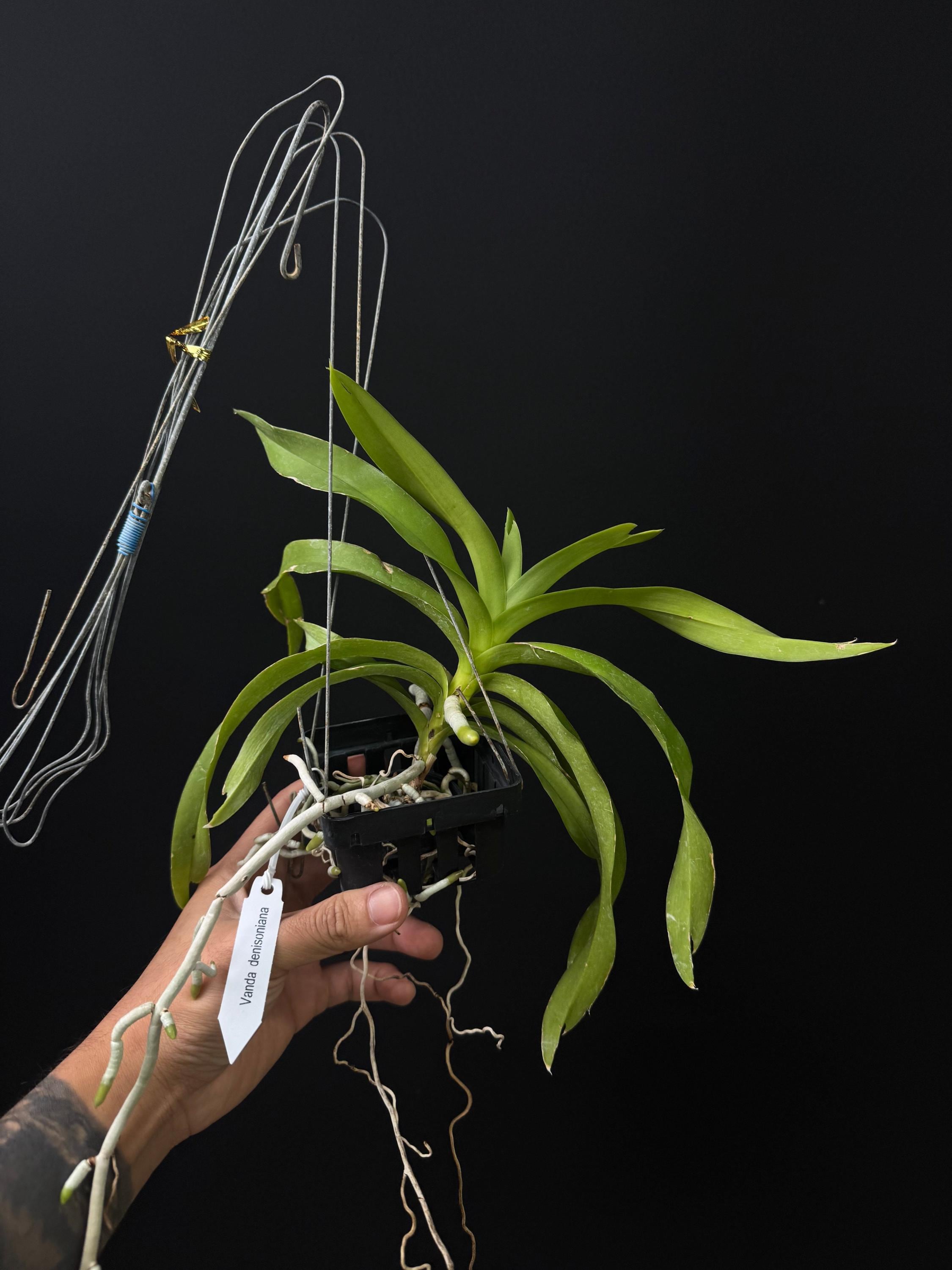 Vanda denisoniana (Fragrant)