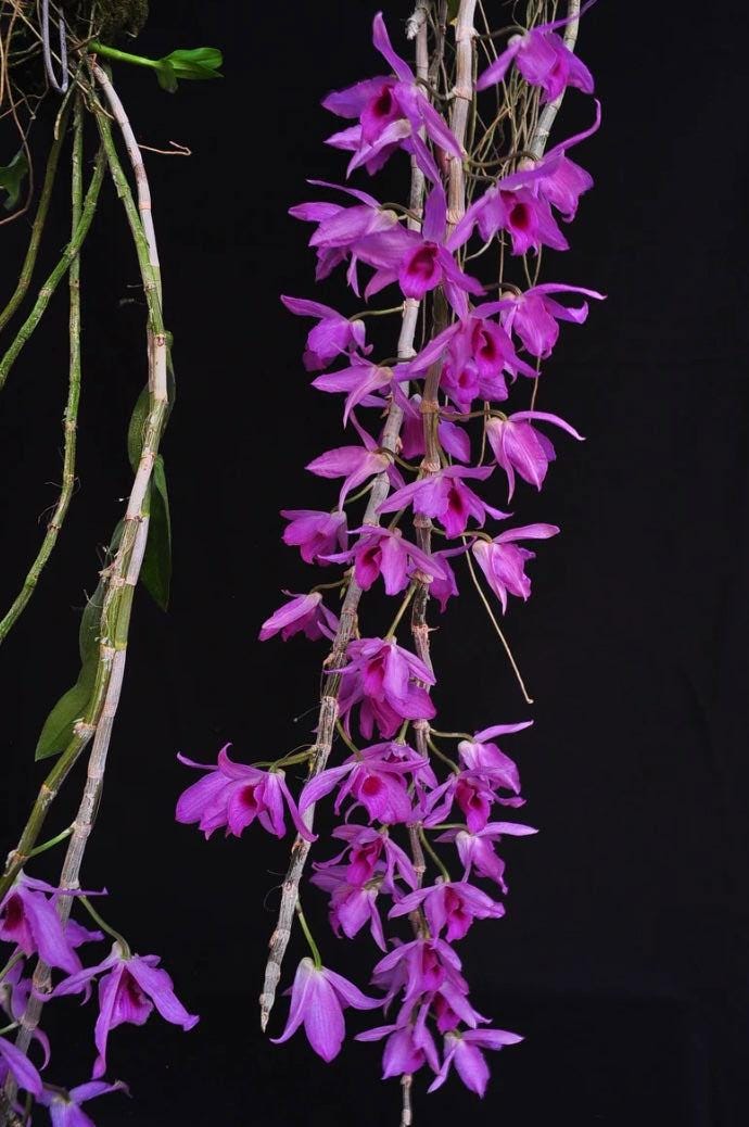 Dendrobium anosmum
