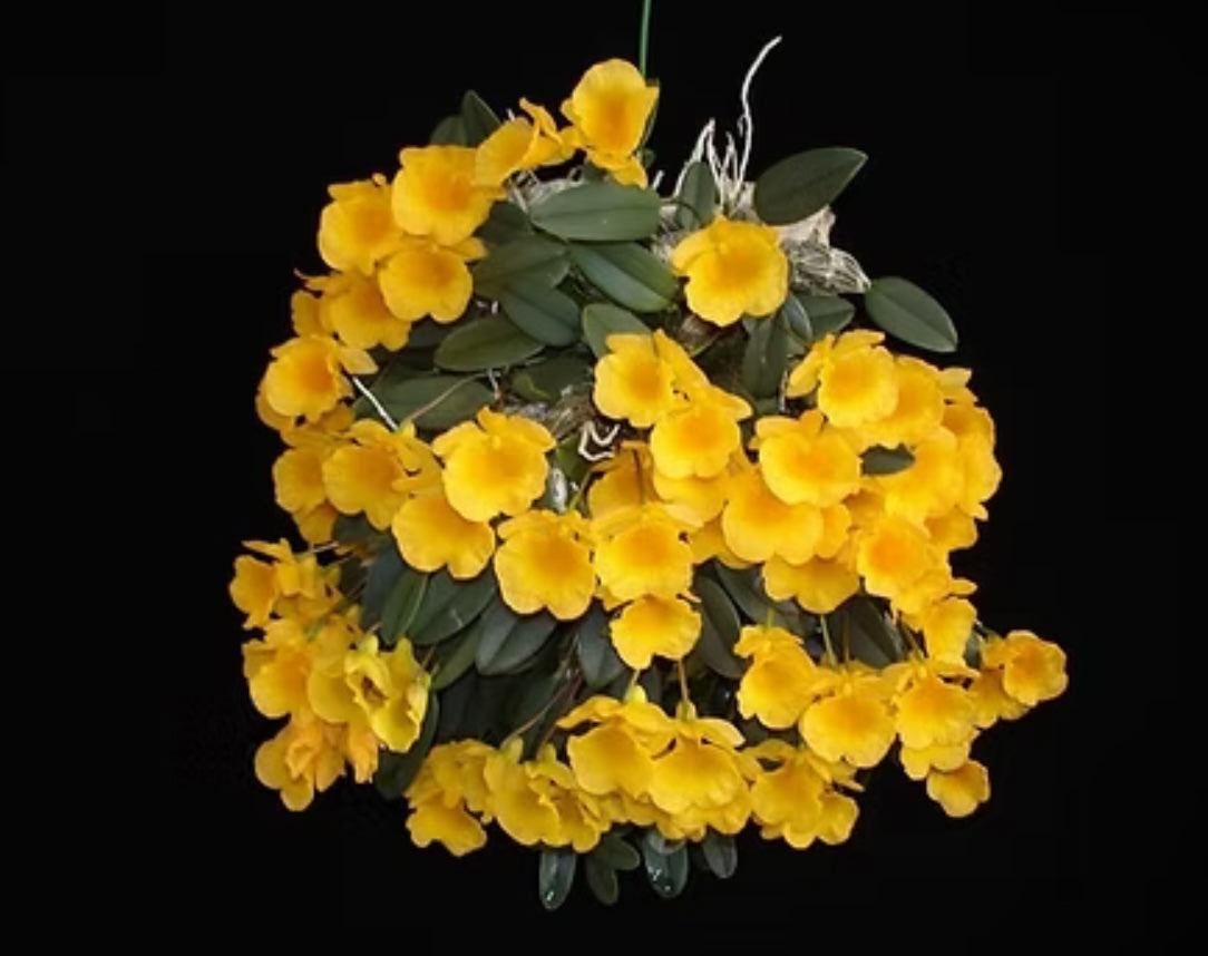 Dendrobium jenkinsii