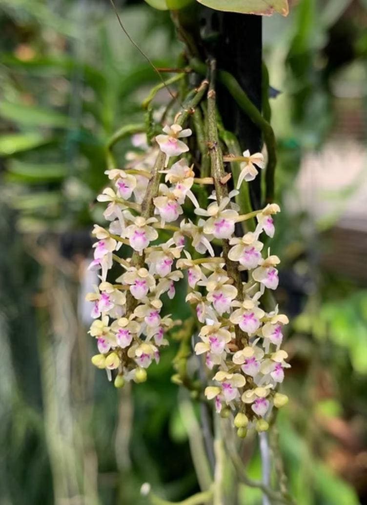 Saccolabiopsis pusilla