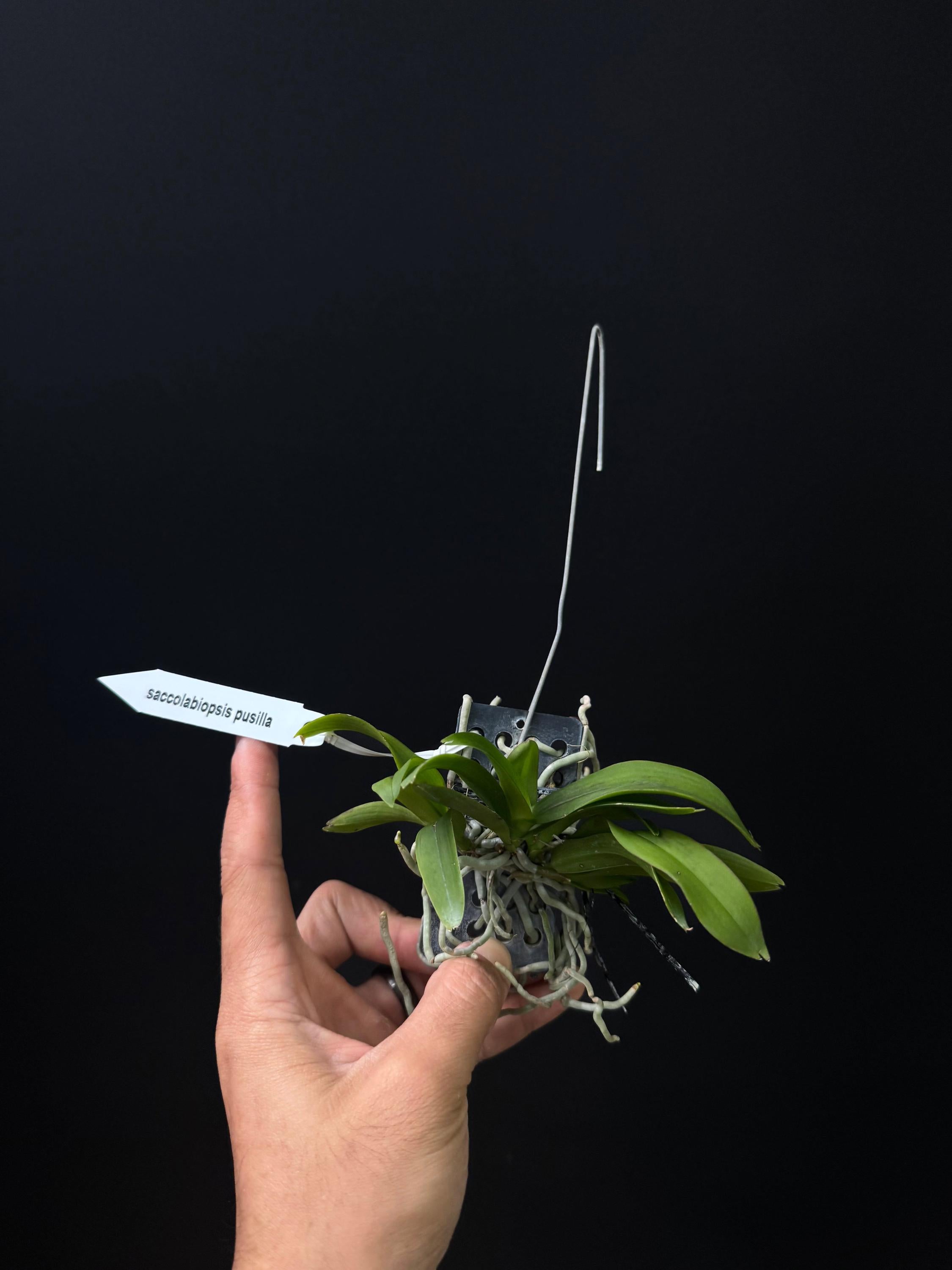 Saccolabiopsis pusilla