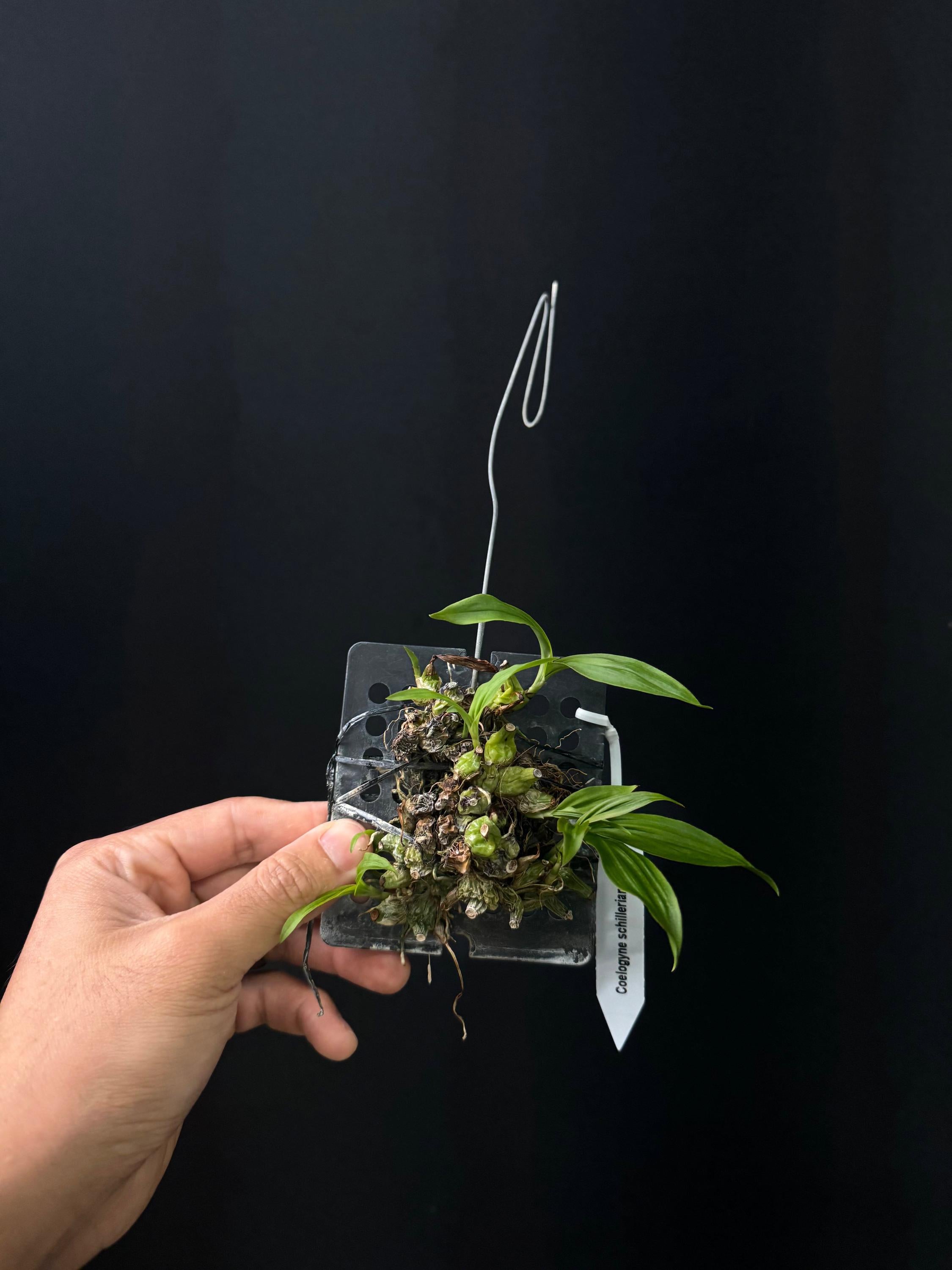 Coelogyne schilleriana