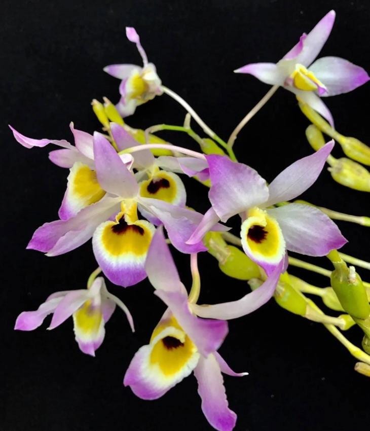Dendrobium findlayanum
