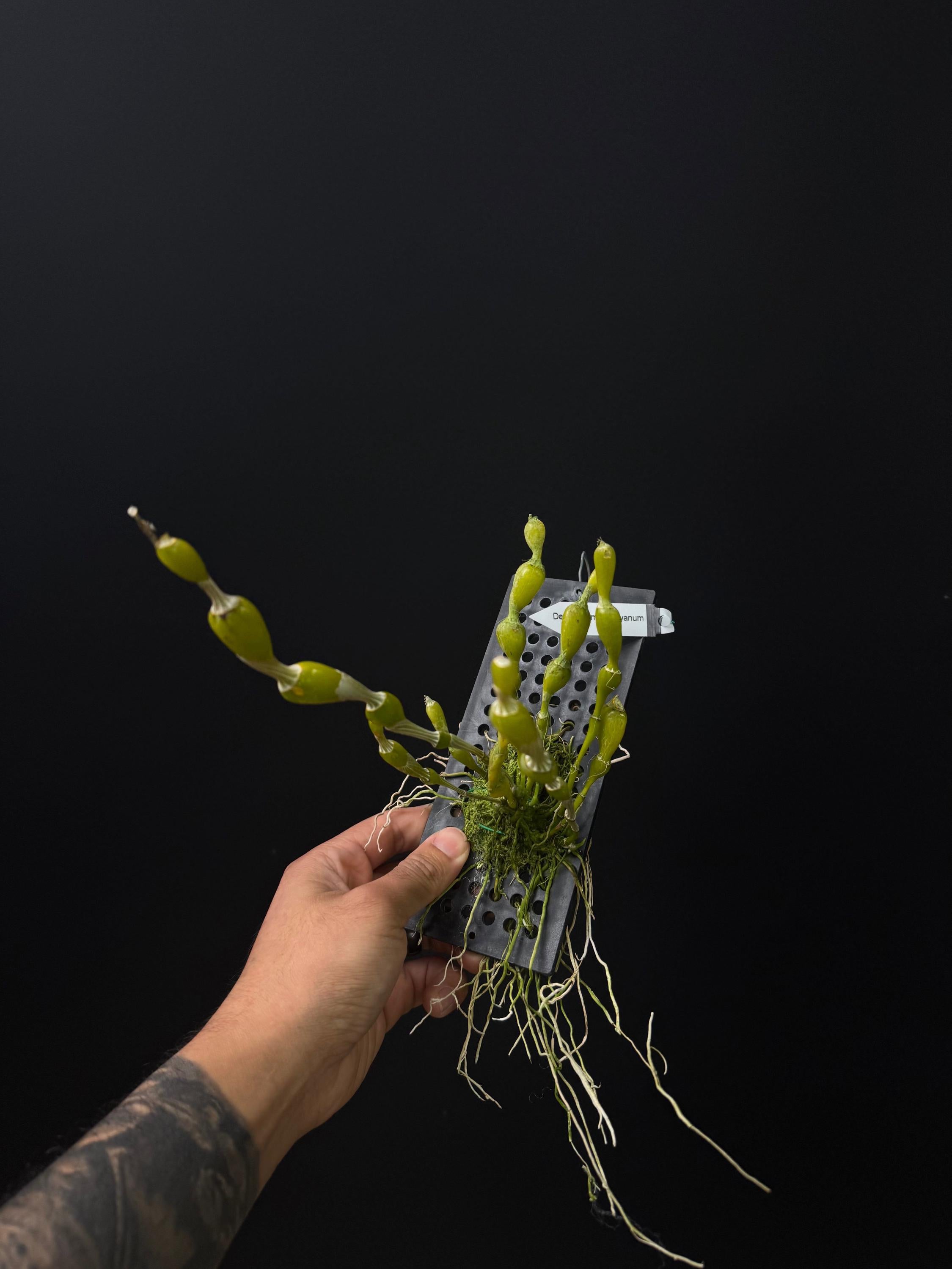 Dendrobium findlayanum