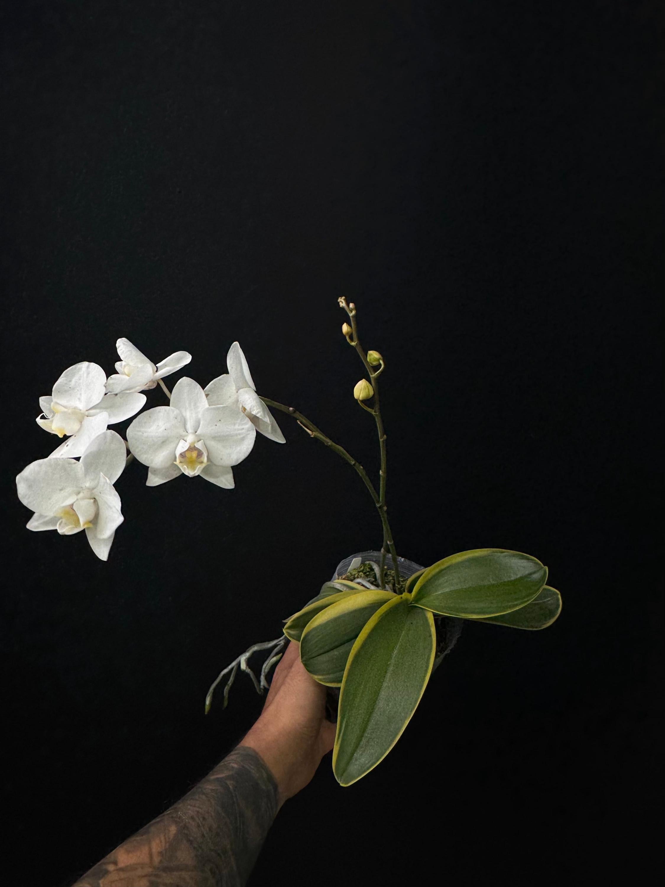 Phalaenopsis amabilis outer variegata