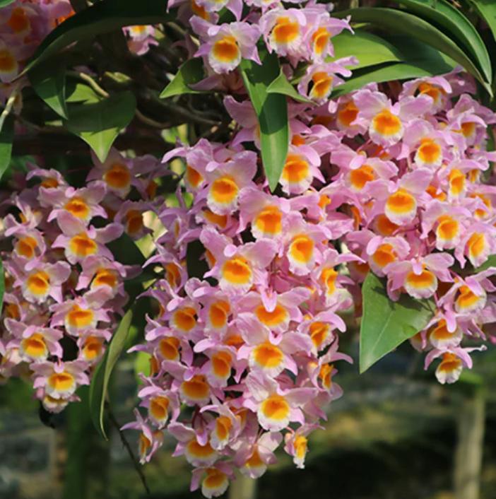 Dendrobium farmeri