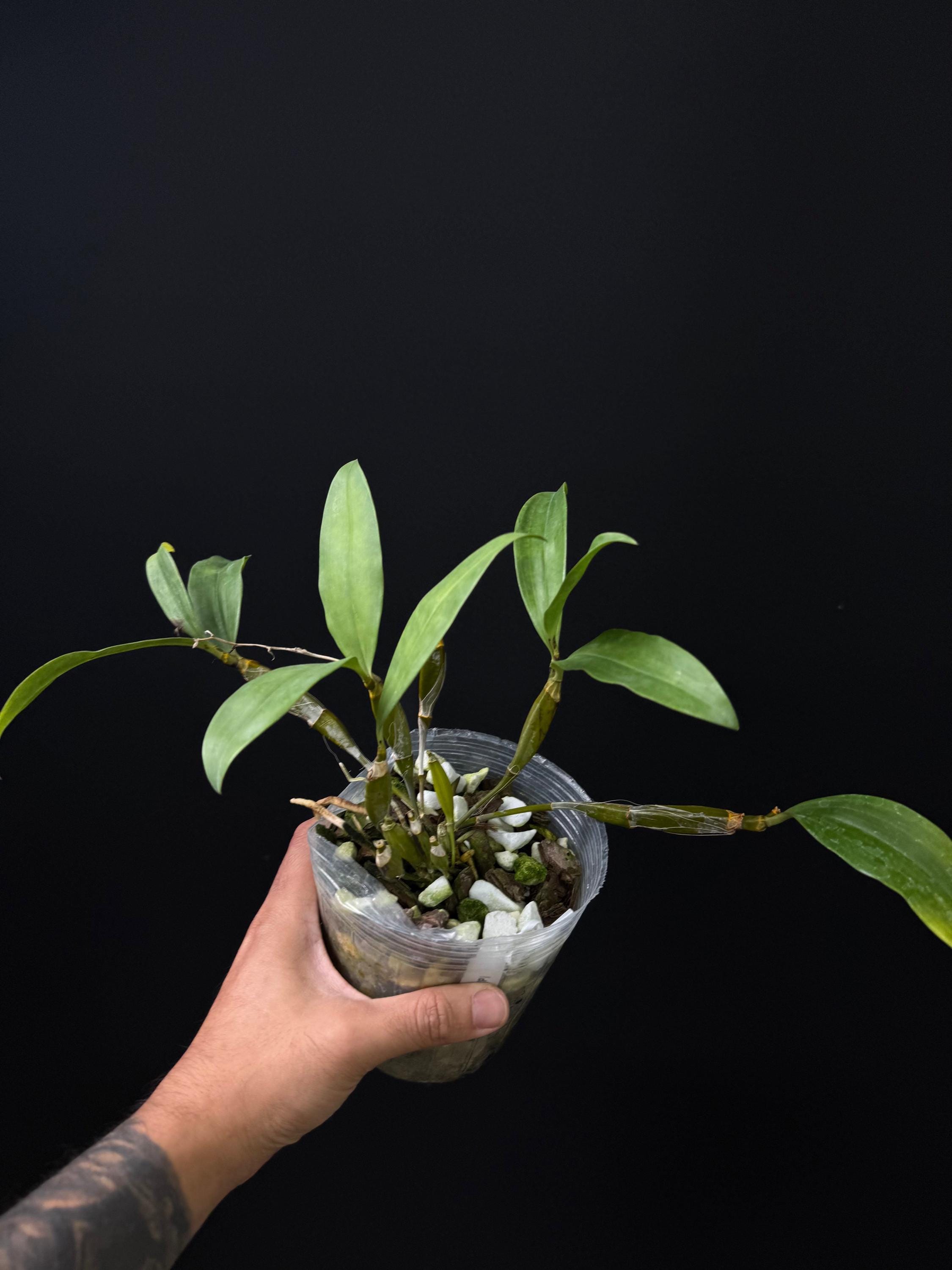 Dendrobium farmeri
