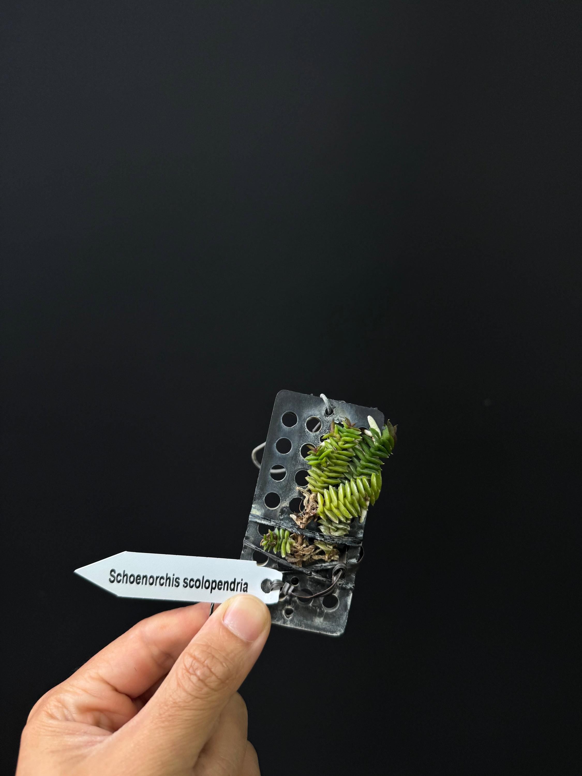 Schoenorchis scolopendria