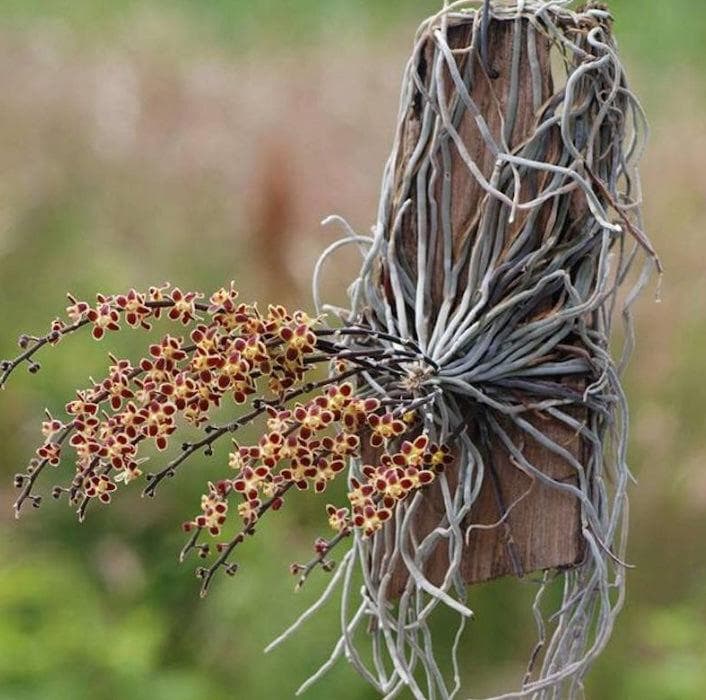 Chiloschista lunifera