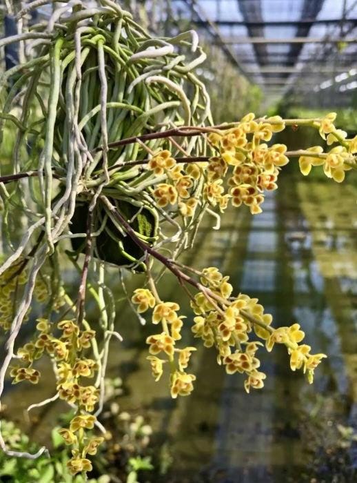 Chiloschista parishii 'Suanphueng'