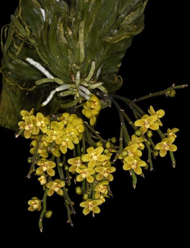 Chiloschista nakornpanomensis