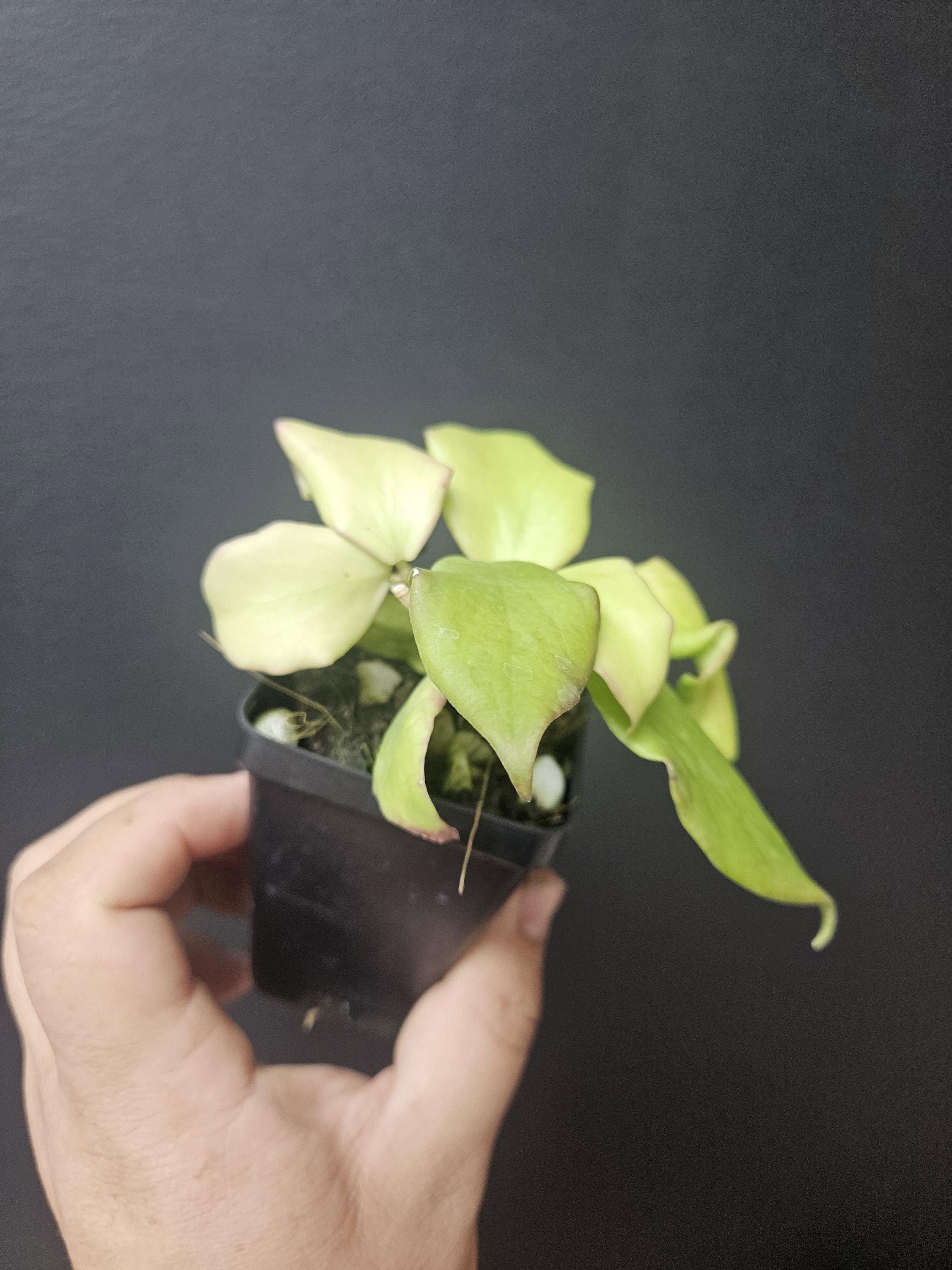 Hoya oblongata, live plant