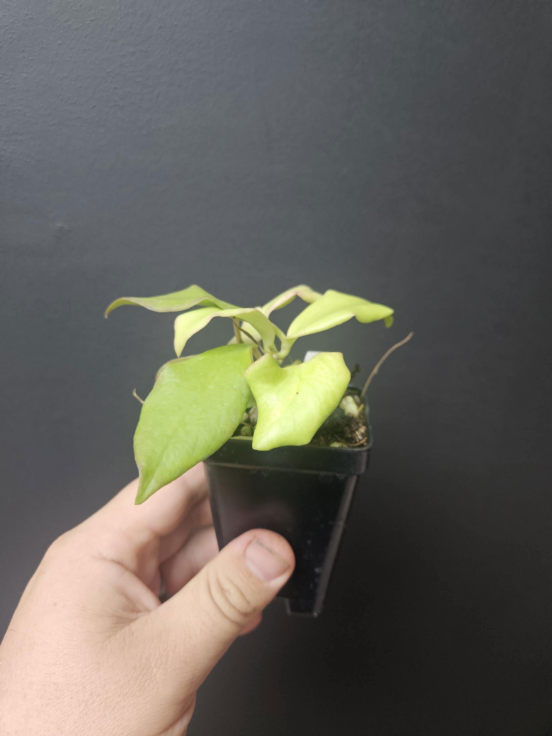 Hoya oblongata, live plant
