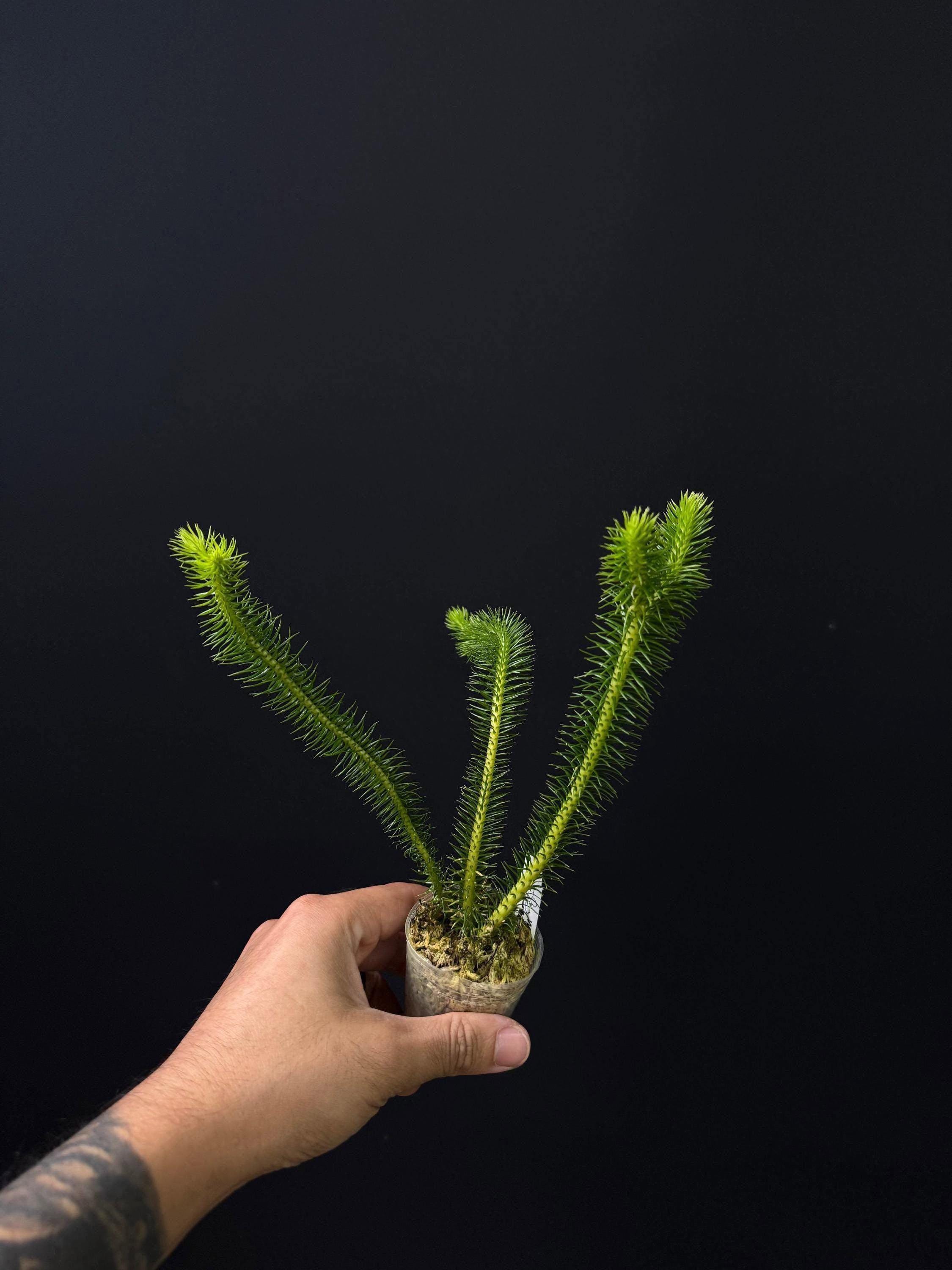 Huperzia squarrosa