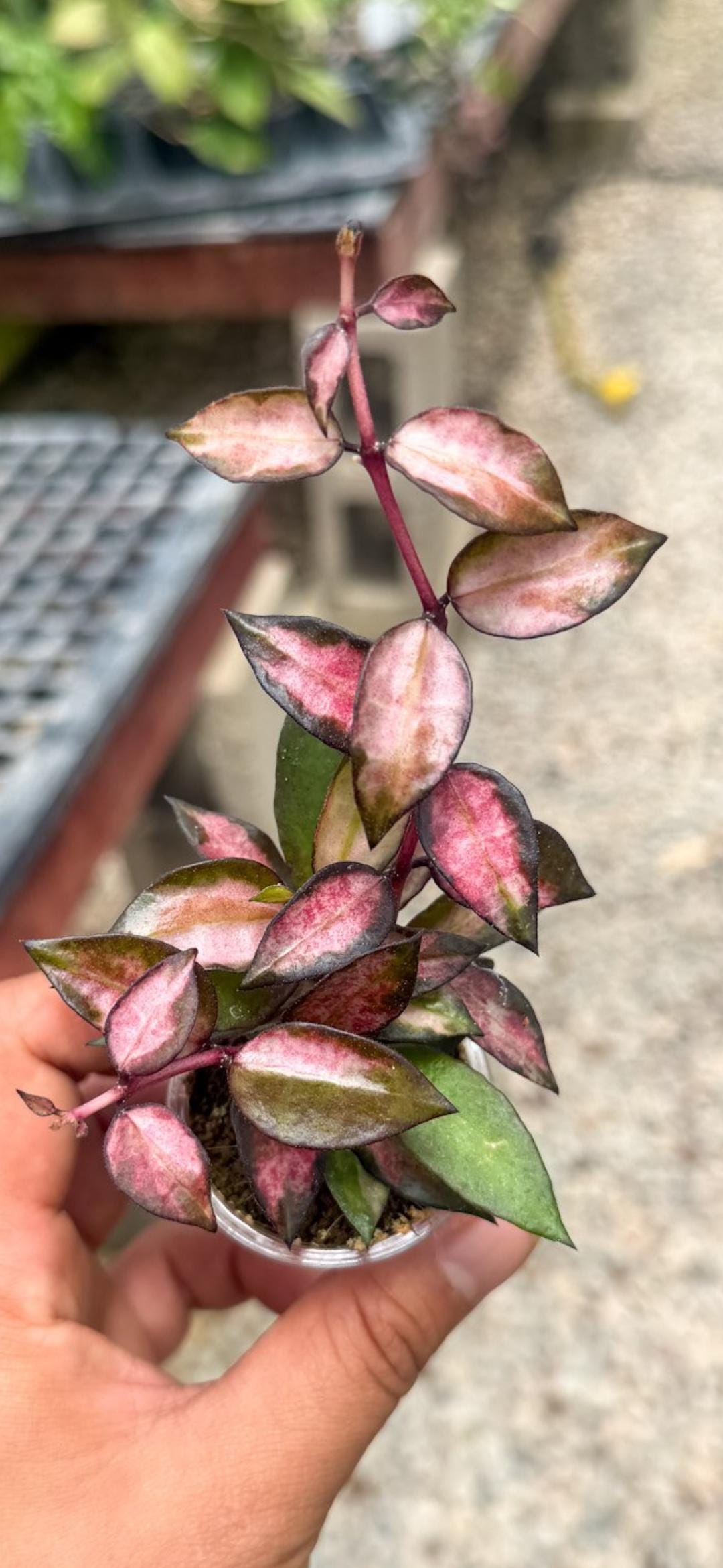Hoya lacunosa 'Red Bruno' GC Rooted/Growing Node USA Seller