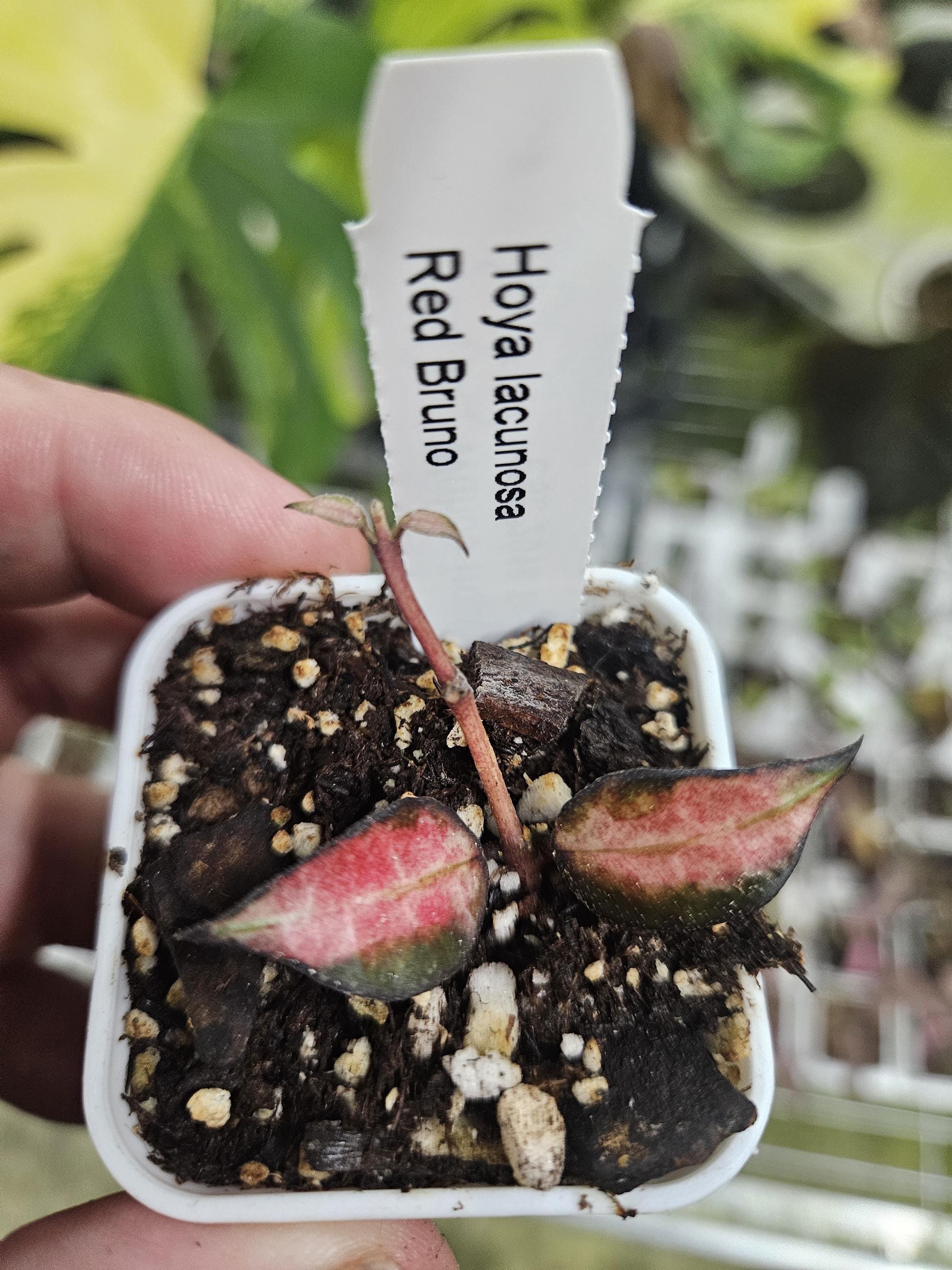Hoya lacunosa 'Red Bruno' GC Rooted/Growing Node USA Seller