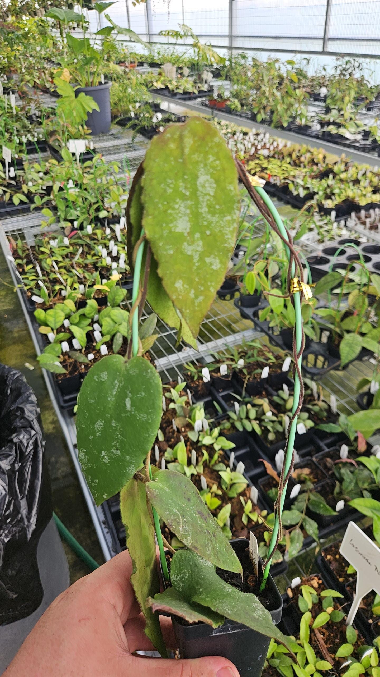 Hoya caudata Giant leaf full plant USA seller