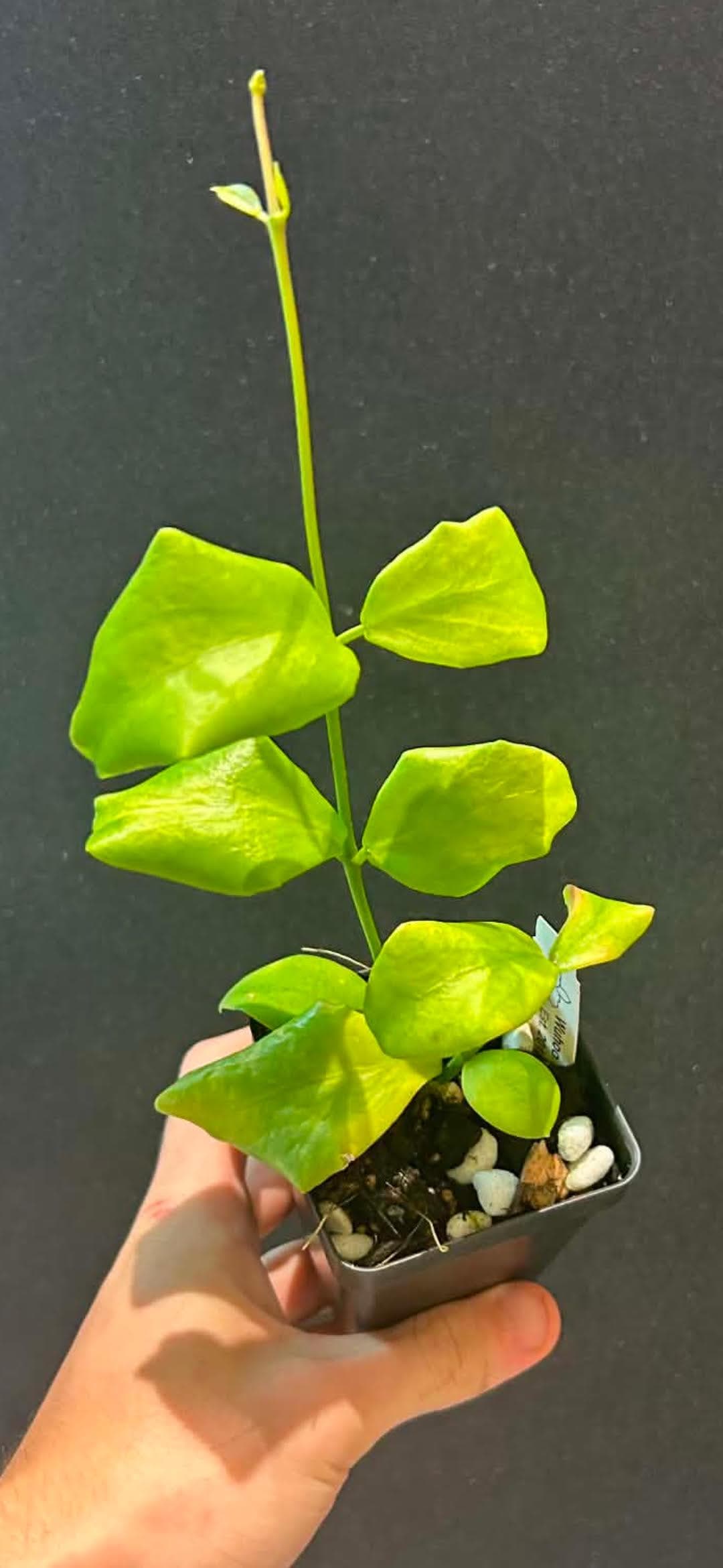 Hoya oblongata, live plant