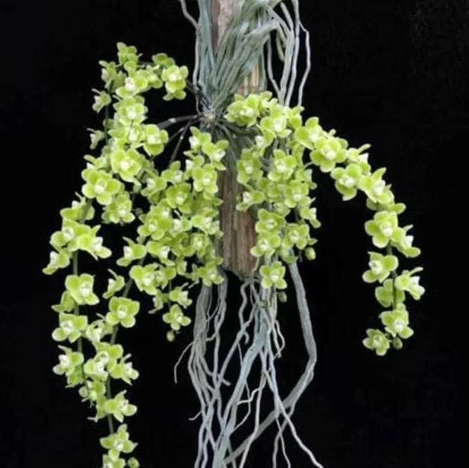 Chiloschista viridiflava
