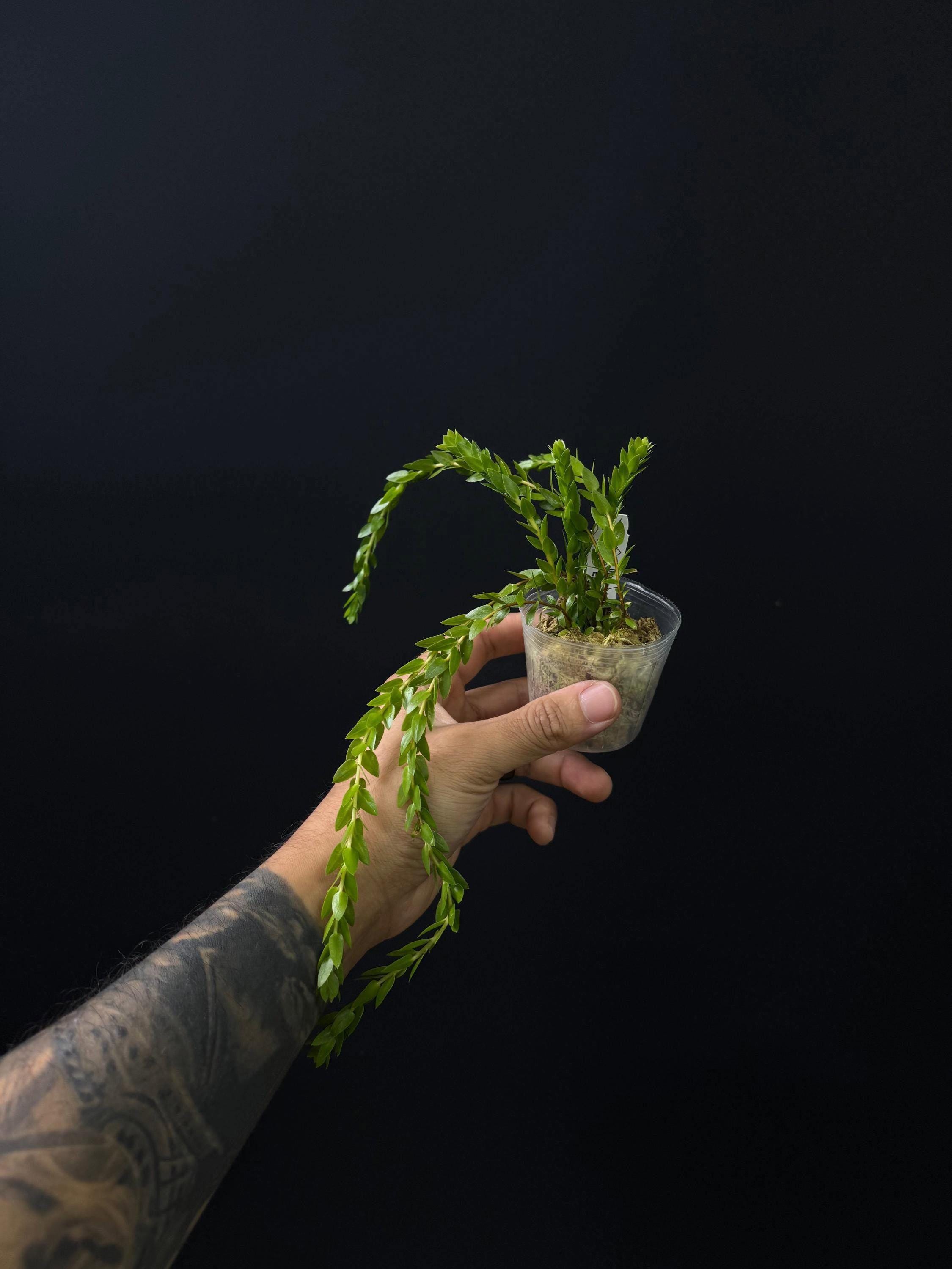 Huperzia Hang Hong