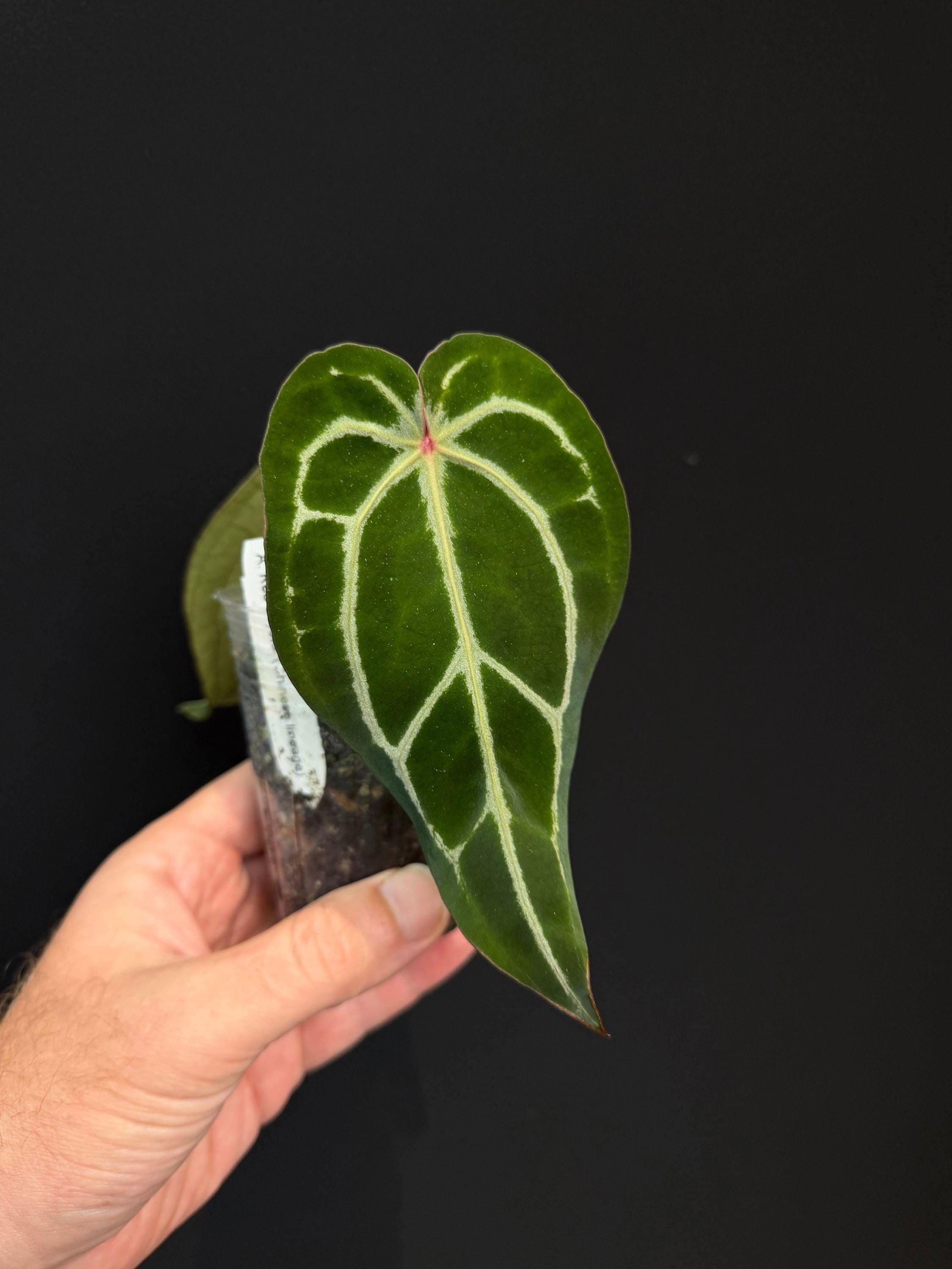 Anthurium Red Crystal - Growers Choice