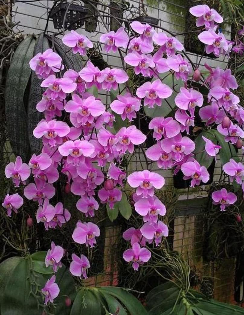 Phalaenopsis schilleriana