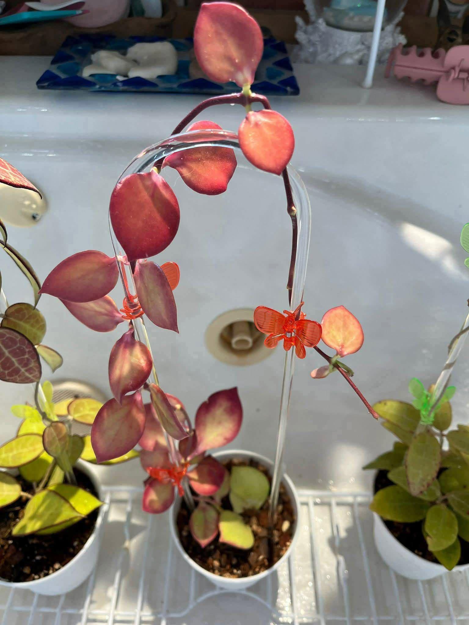 Hoya NS05-055
