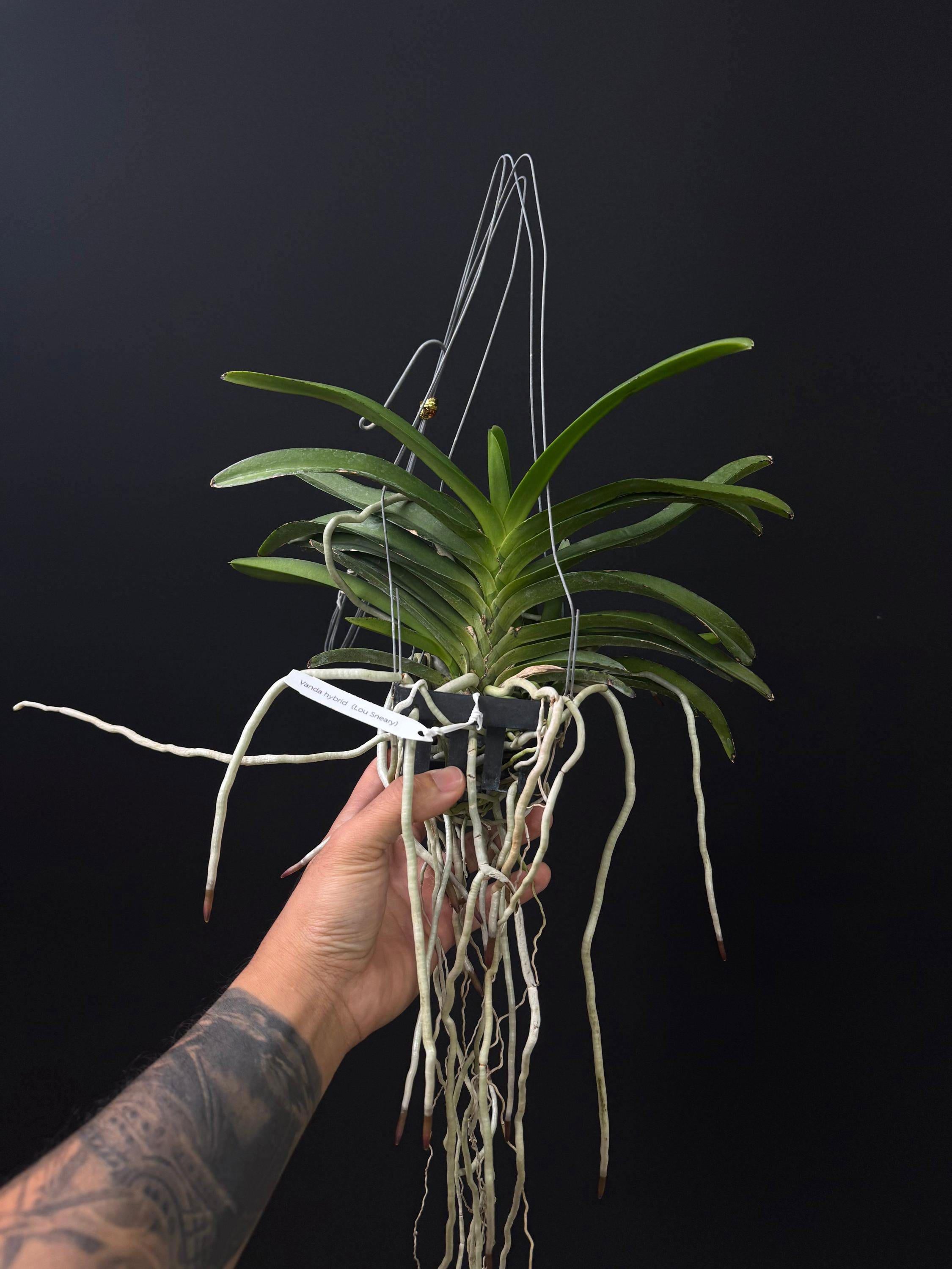 Vanda Lou Sneary Blue (Fragrant)