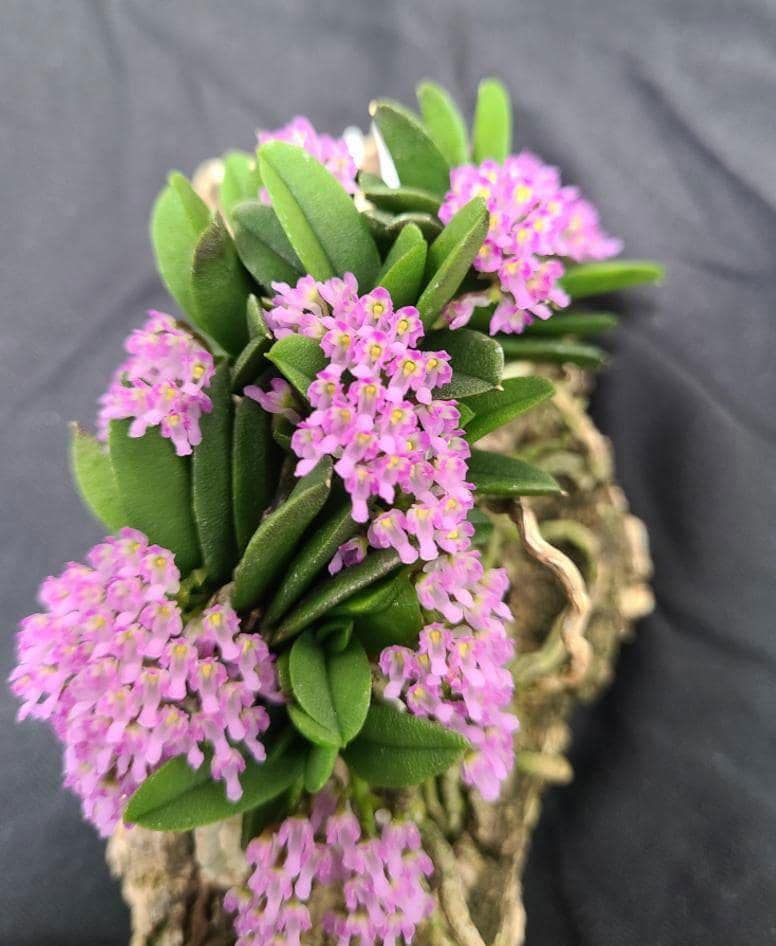 Schoenorchis fragrans