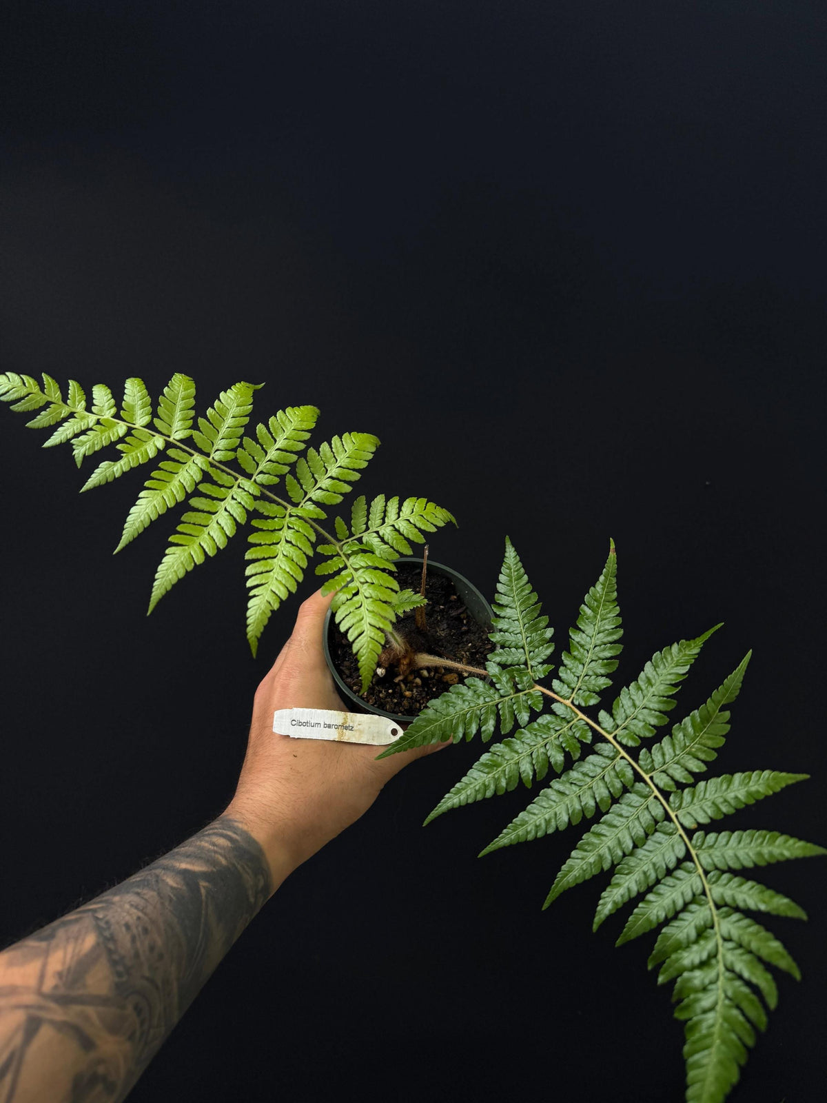 Cibotium barometz - Golden Chicken Fern - Miniature tree fern