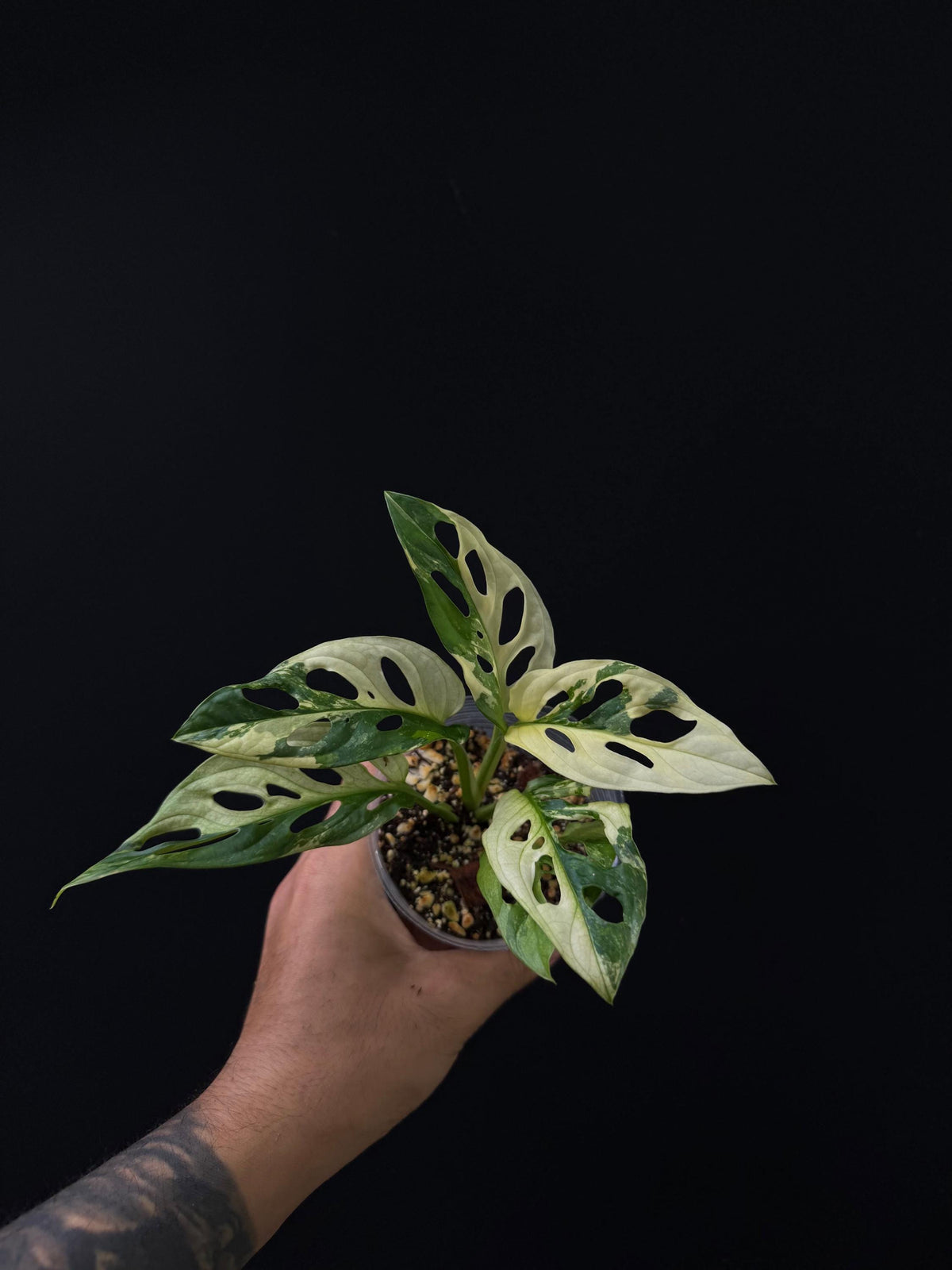 Monstera adansonii tri-color