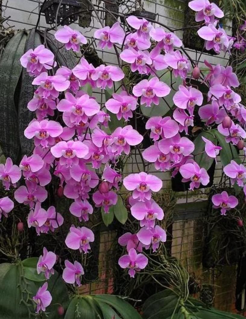 Phalaenopsis schilleriana