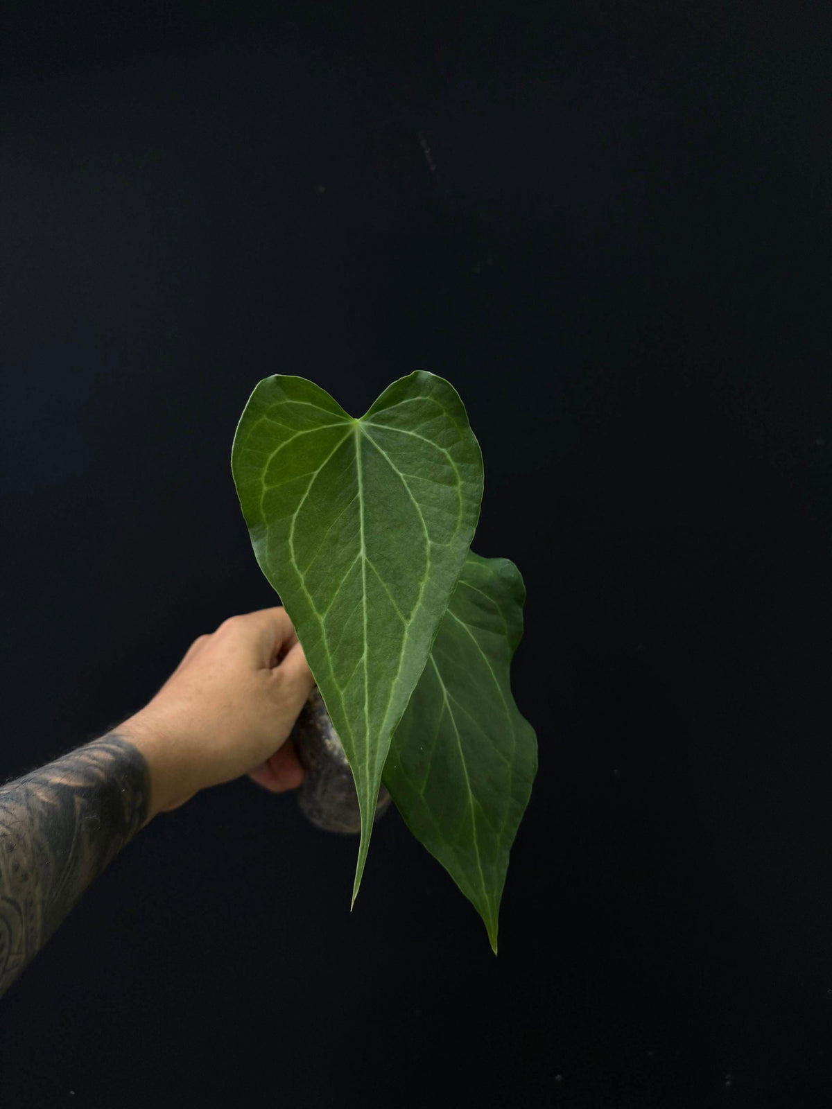 Anthurium Delta Force