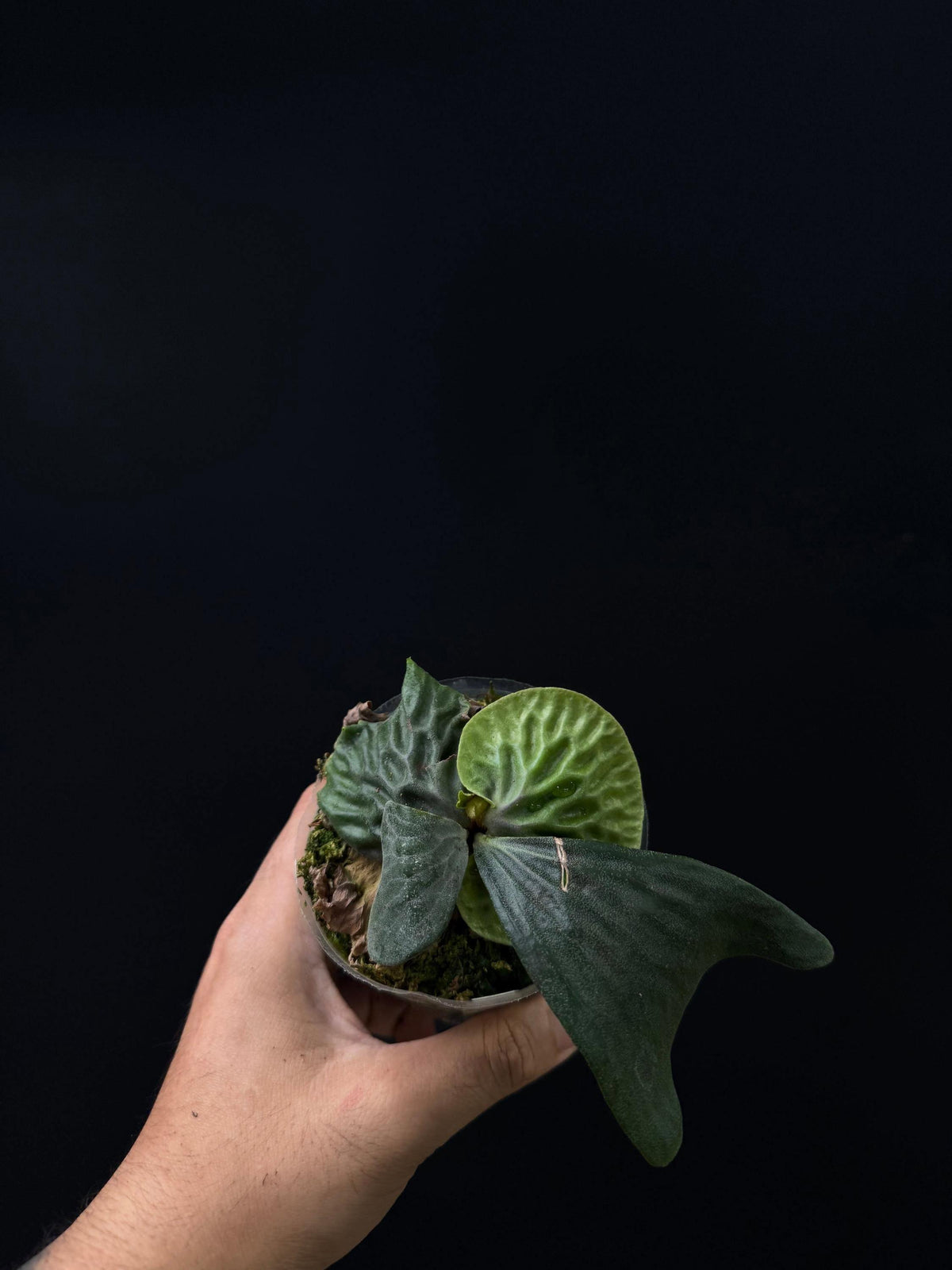 Platycerium madagascariense