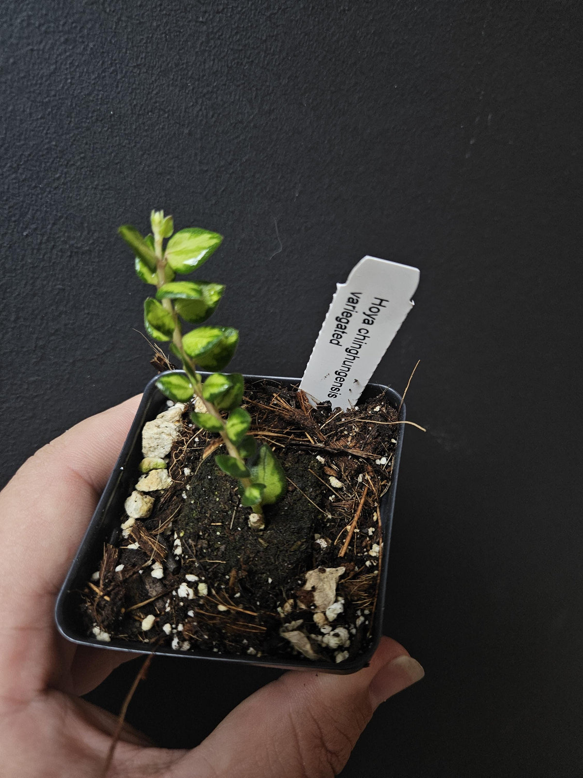Hoya chinghungensis variegated. US SELLER.